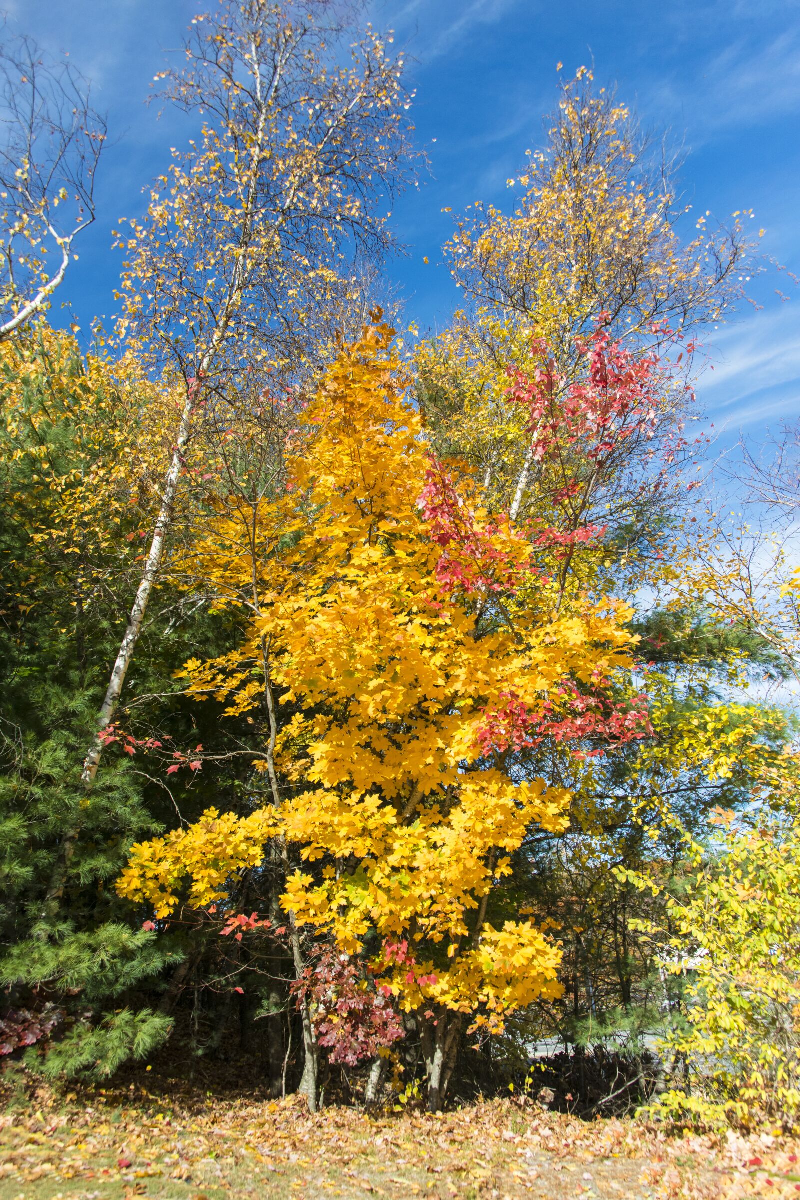 Nikon D800 sample photo. Fall, colors, leaves photography