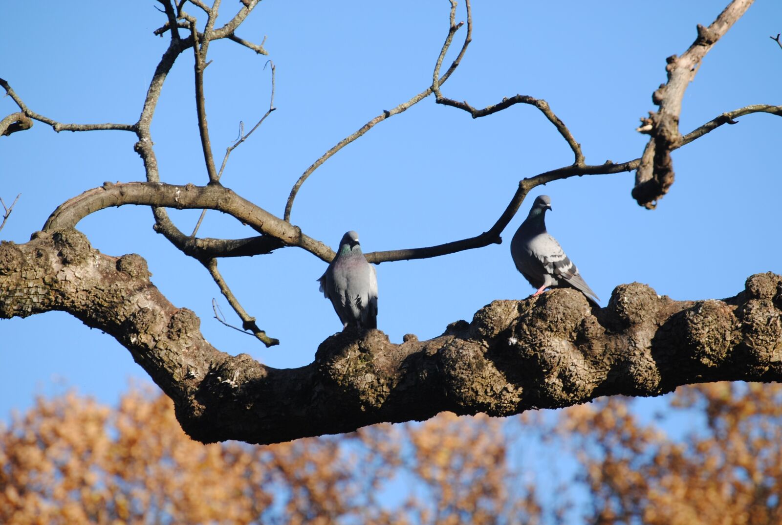 Nikon D3000 sample photo. Landscape, cristina enea, tree photography