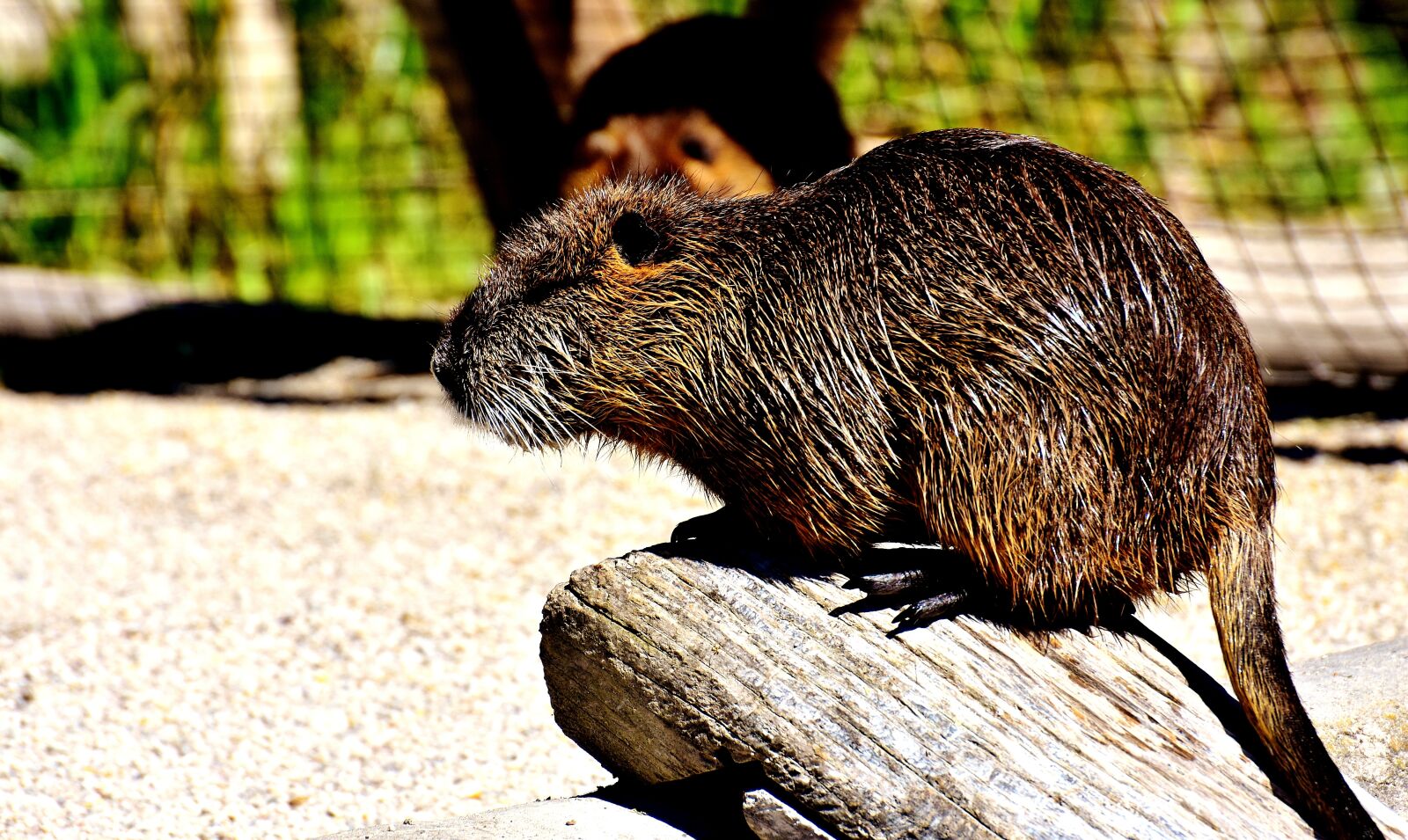 Nikon D7200 sample photo. Nutria, water rat, water photography