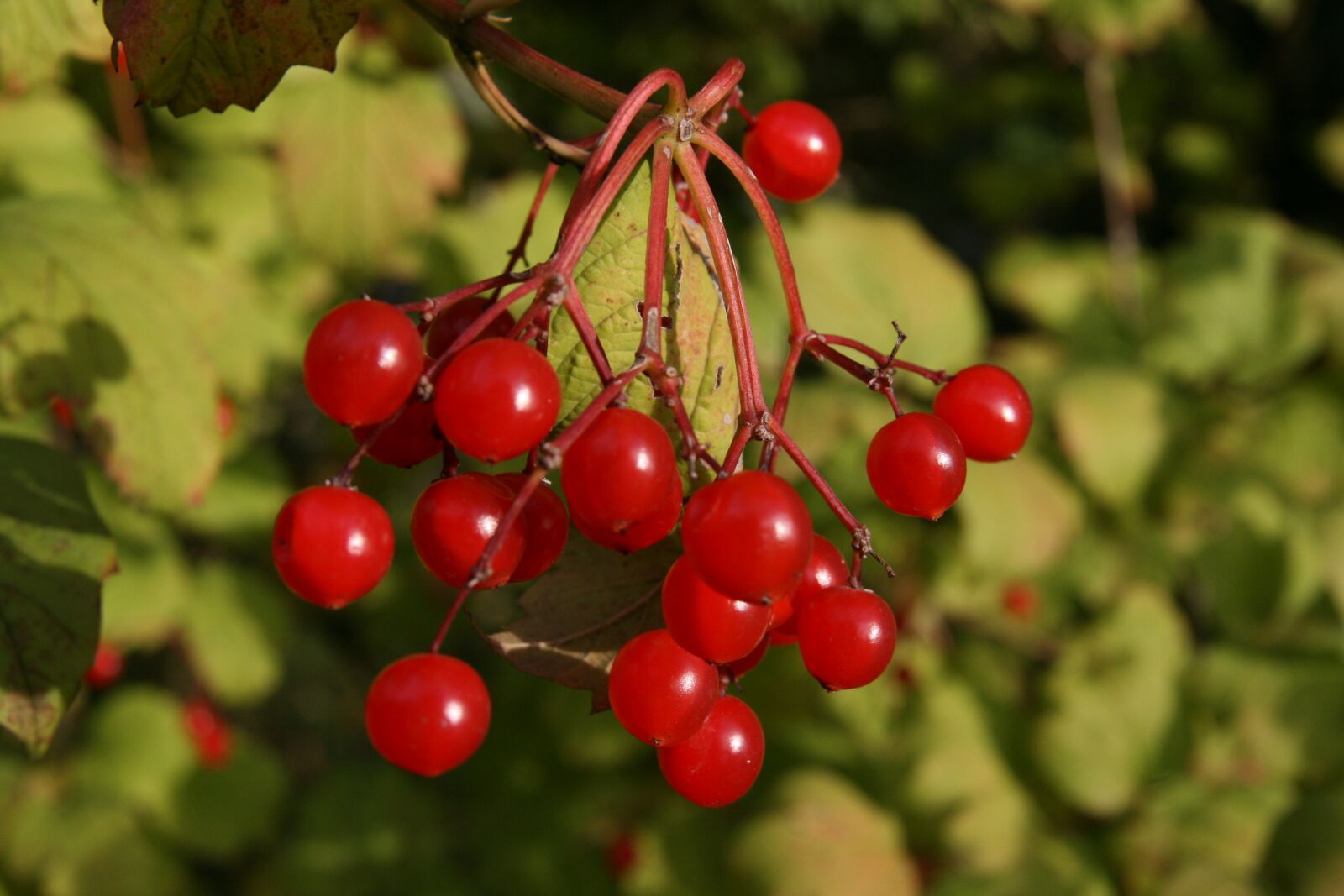 Canon EOS 400D (EOS Digital Rebel XTi / EOS Kiss Digital X) sample photo. Berries, red, common snowball photography