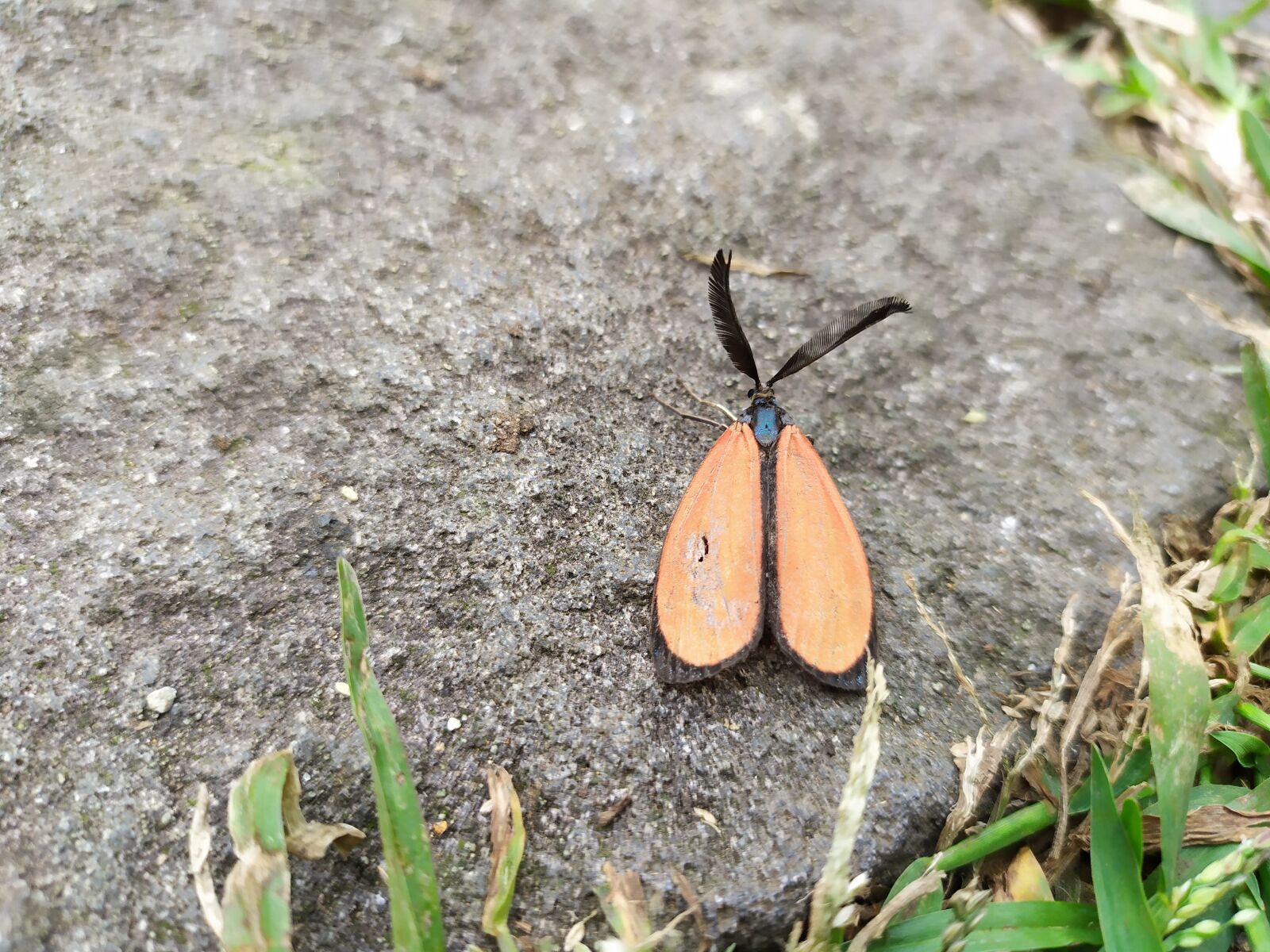 Xiaomi Redmi Note 7 sample photo. Moth, quentin chong, insect photography