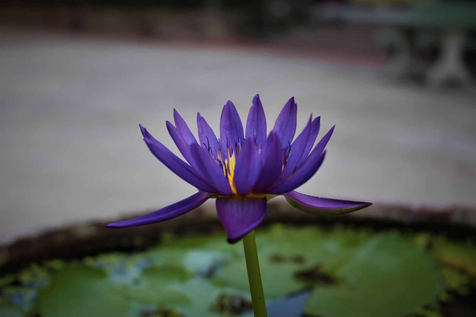 Canon EOS 700D (EOS Rebel T5i / EOS Kiss X7i) sample photo. Water lily, blooming, flower photography