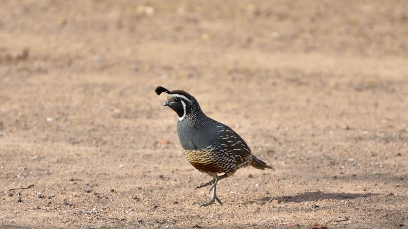 Nikon D750 sample photo. Quail, ave, bird photography