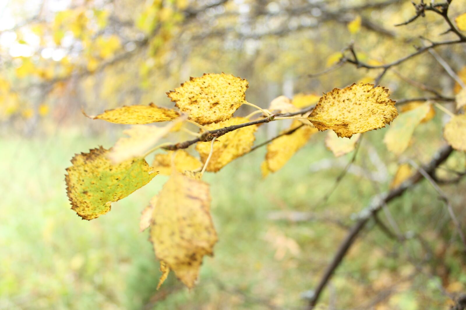 Canon EOS 1100D (EOS Rebel T3 / EOS Kiss X50) sample photo. Autumn, leaves, nature photography