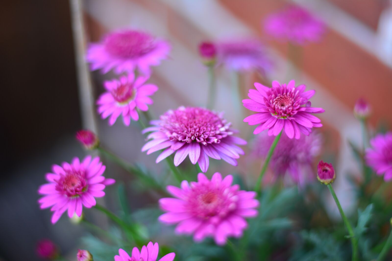 Nikon D5200 sample photo. Flowers, close up, blossom photography