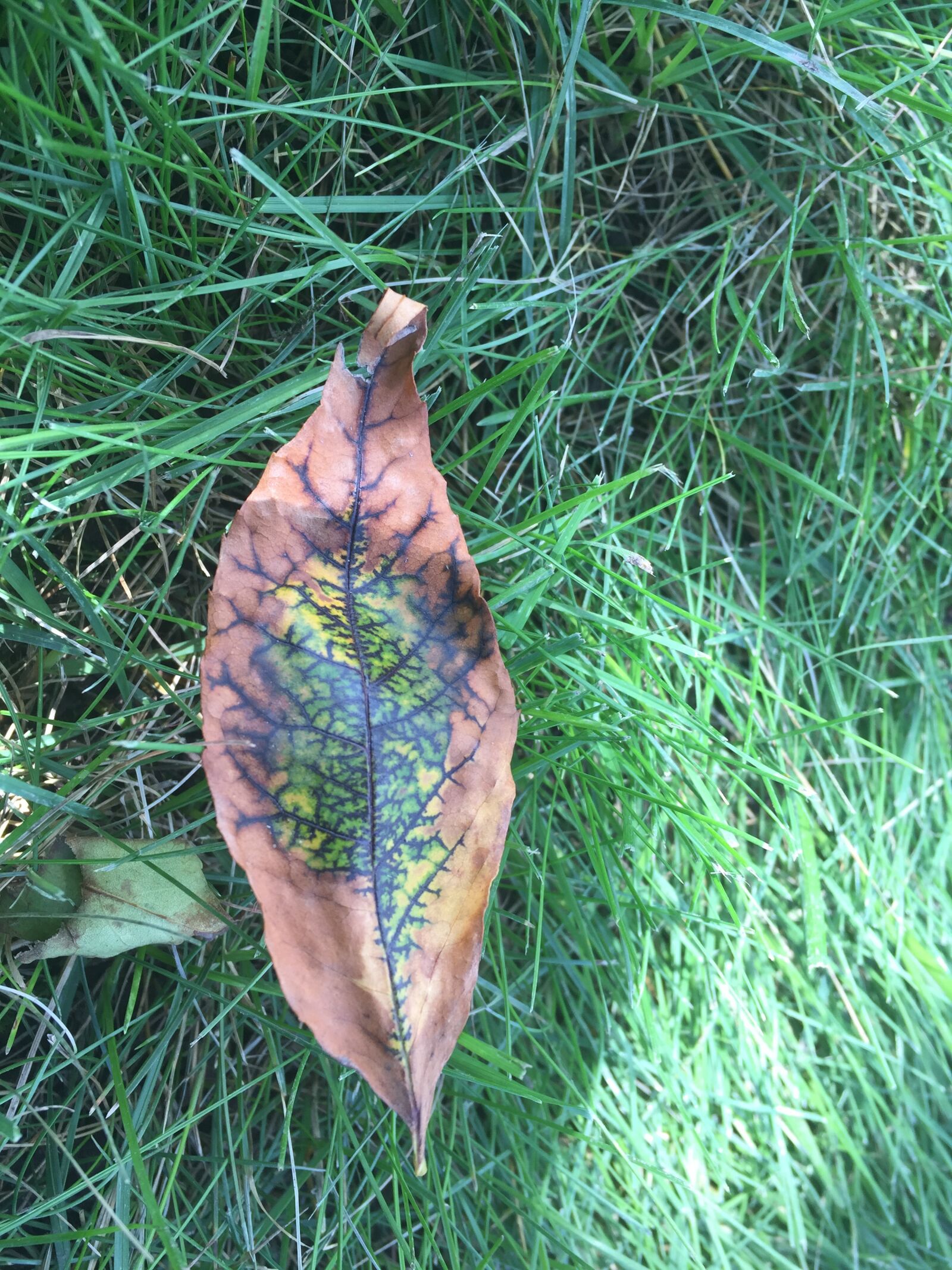 iPhone 6 back camera 4.15mm f/2.2 sample photo. Leaf, grass, green photography