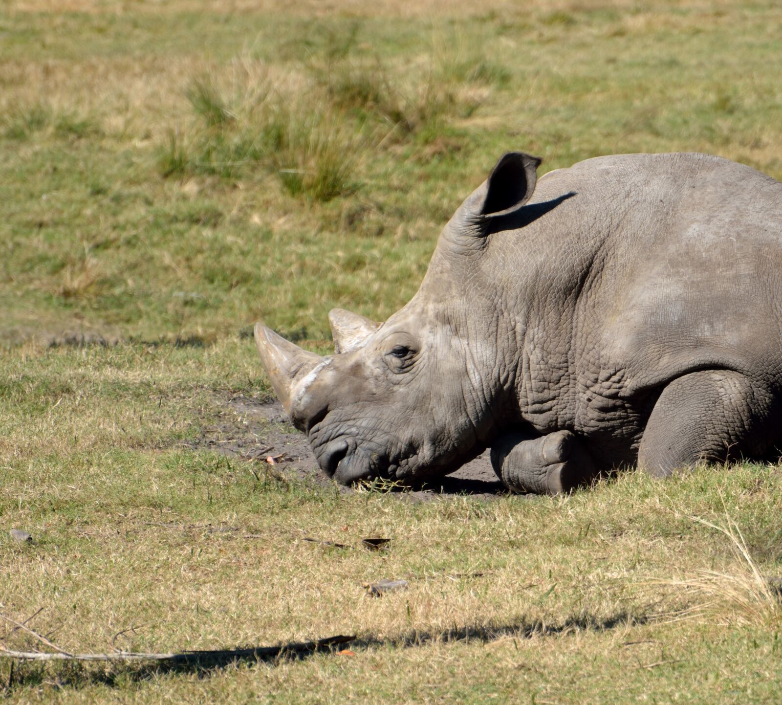 Nikon D7000 sample photo. Rhino, wildlife, safari photography