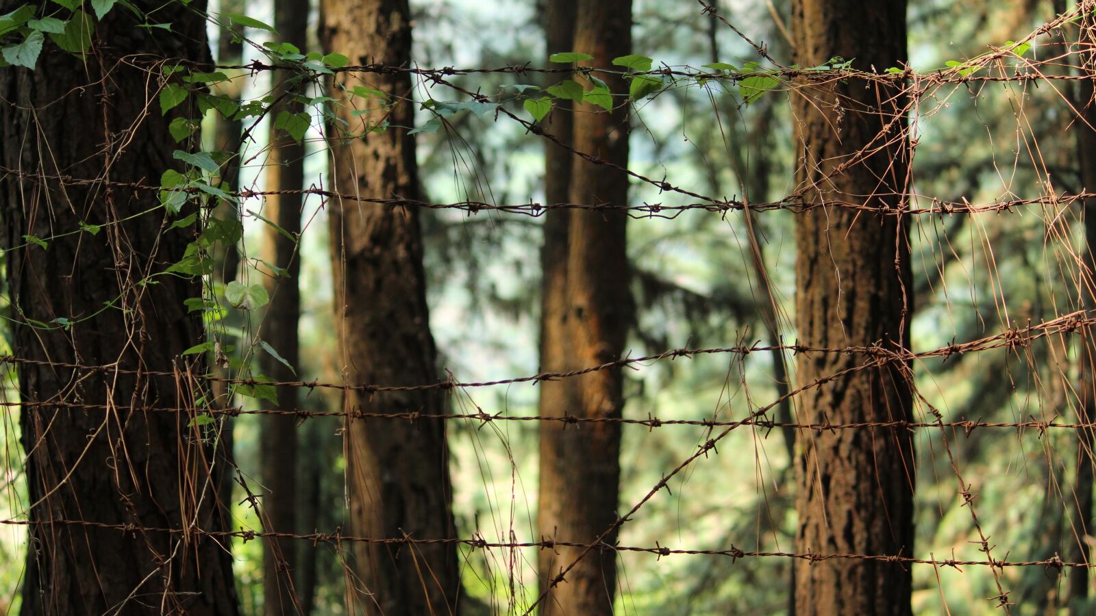 Canon EOS 1300D (EOS Rebel T6 / EOS Kiss X80) sample photo. Wood, tree, nature photography