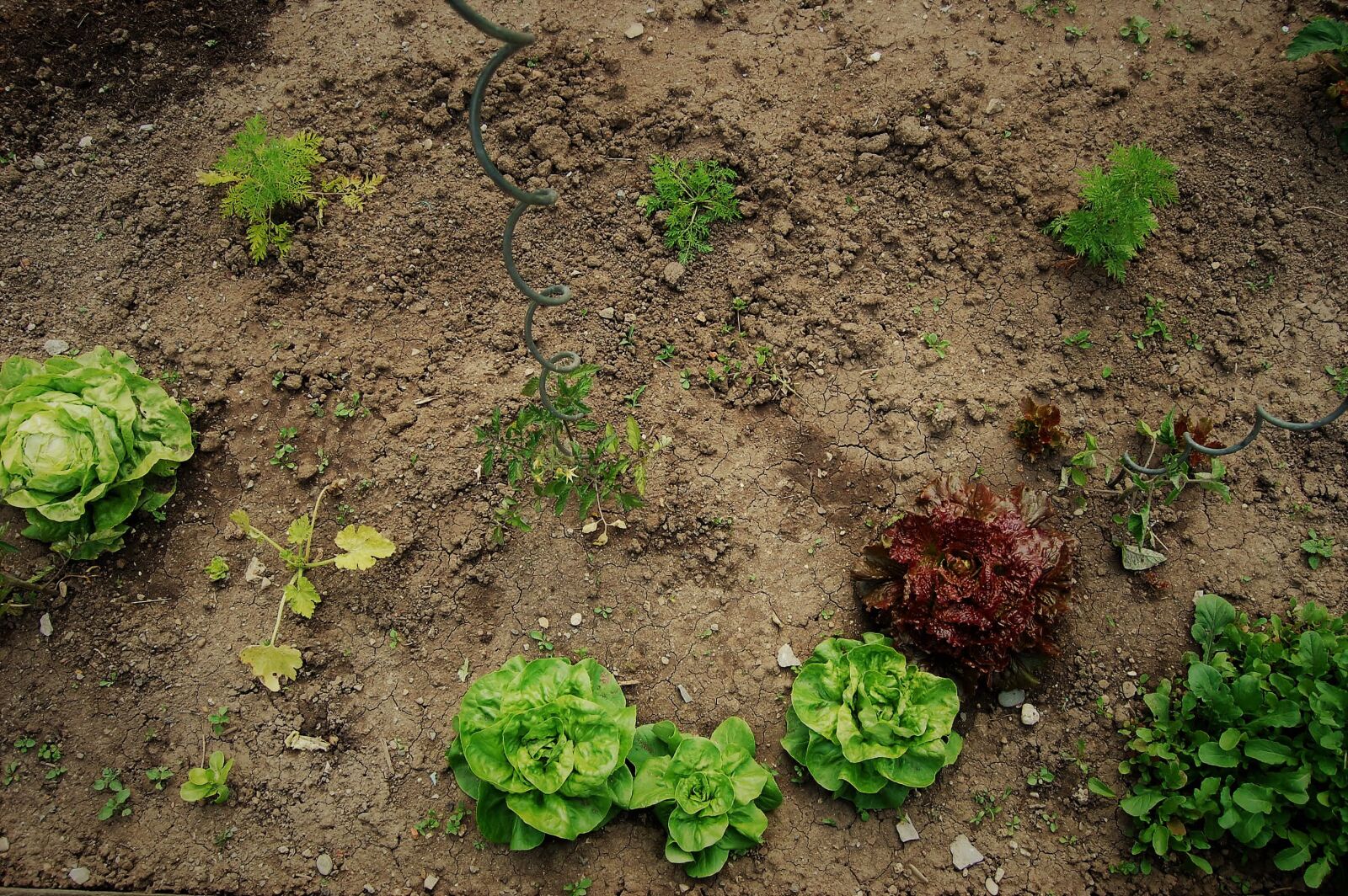 Nikon D40 sample photo. Garden, salad, artemisia photography