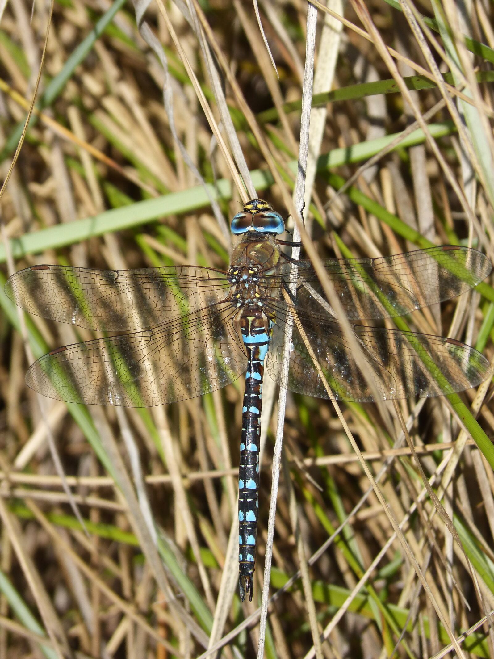 Panasonic DMC-FZ62 sample photo. Dragonfly, blue dragonfly, anax photography