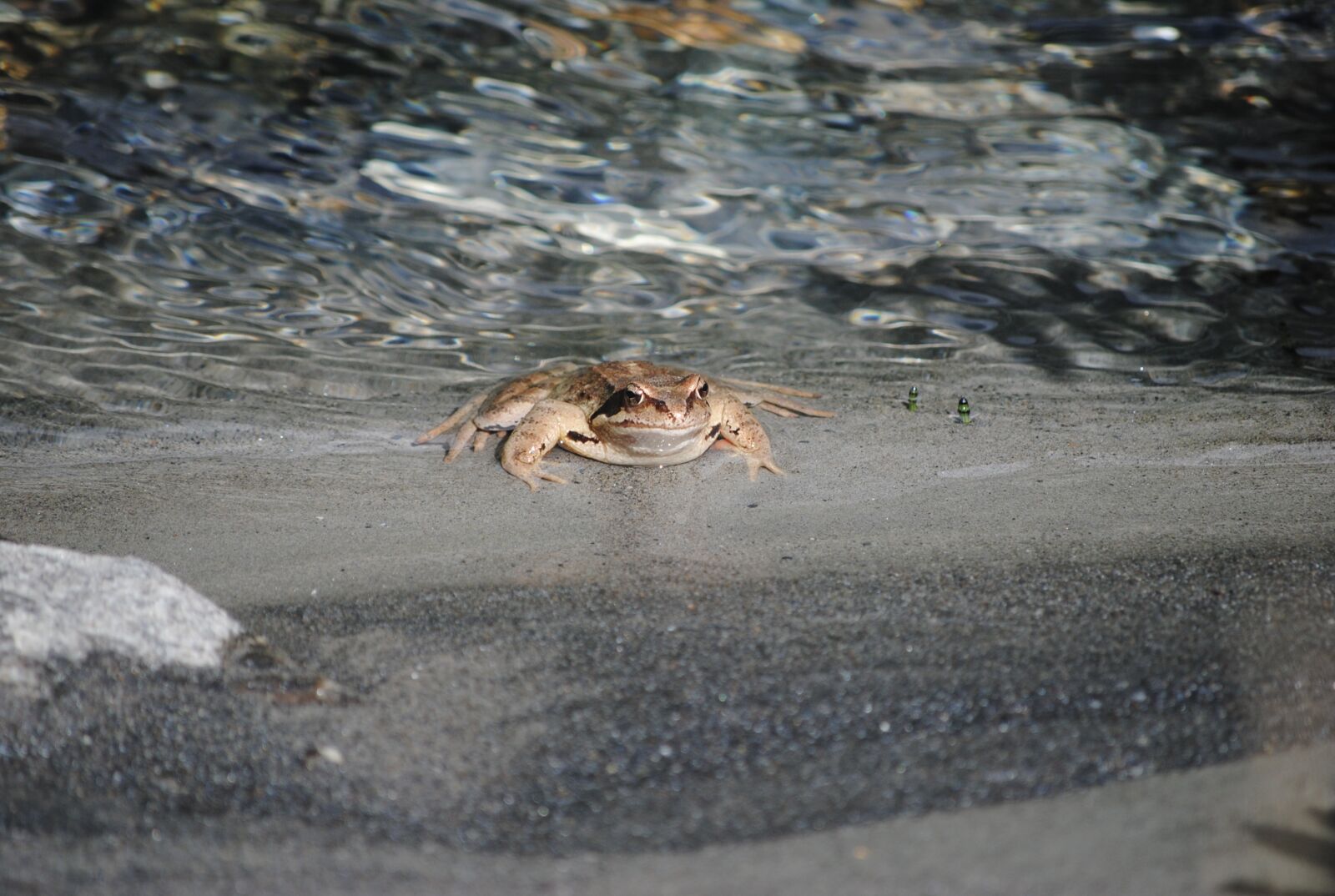 Nikon D3000 sample photo. Thick, toad, water photography