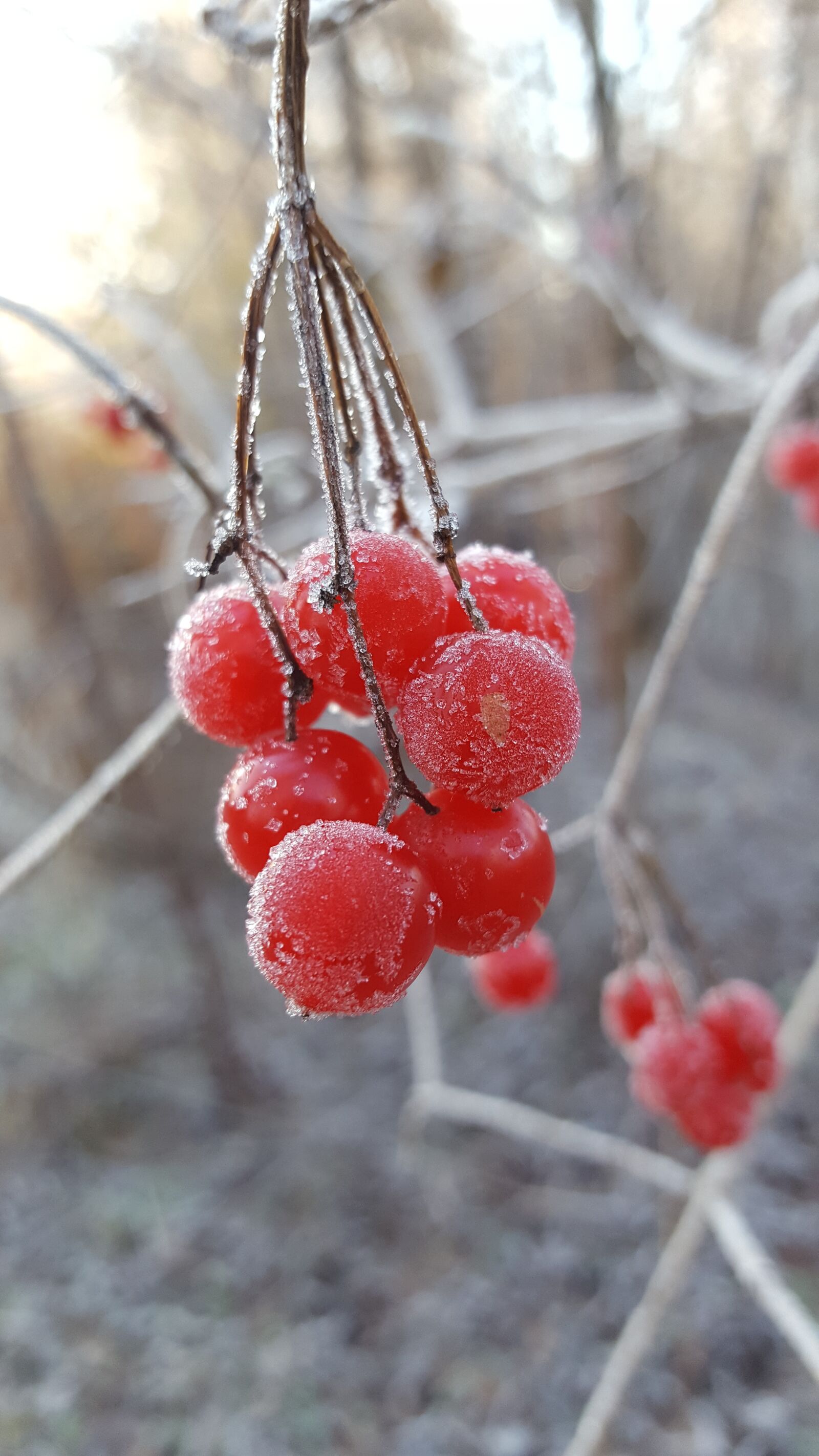 Samsung GALAXY S6 edge sample photo. Berry, snow, cold photography