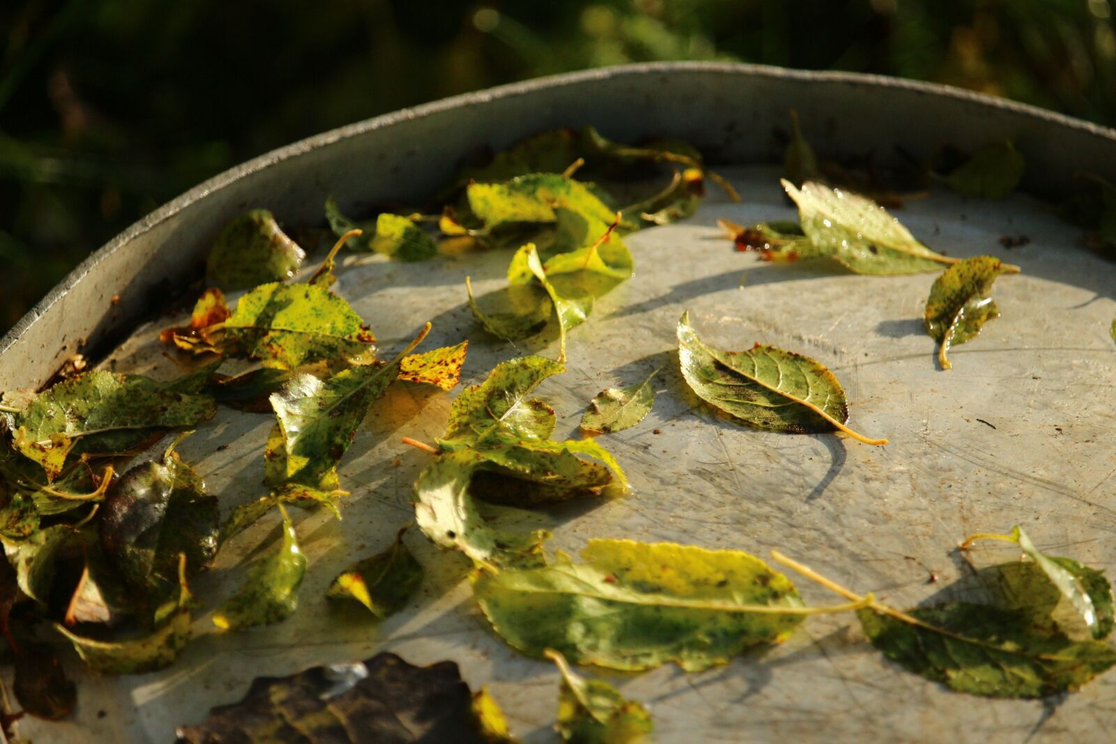 Canon EOS 100D (EOS Rebel SL1 / EOS Kiss X7) sample photo. Leaves, autumn, metal photography