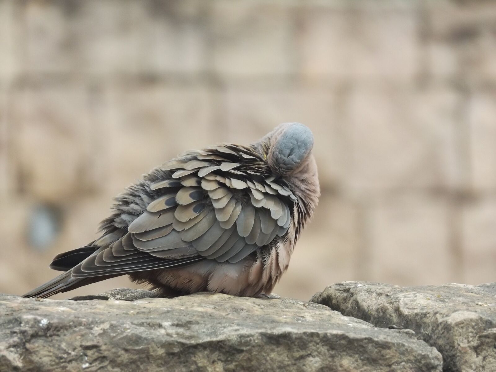 Fujifilm FinePix S8600 sample photo. Bird, paloma, animal photography
