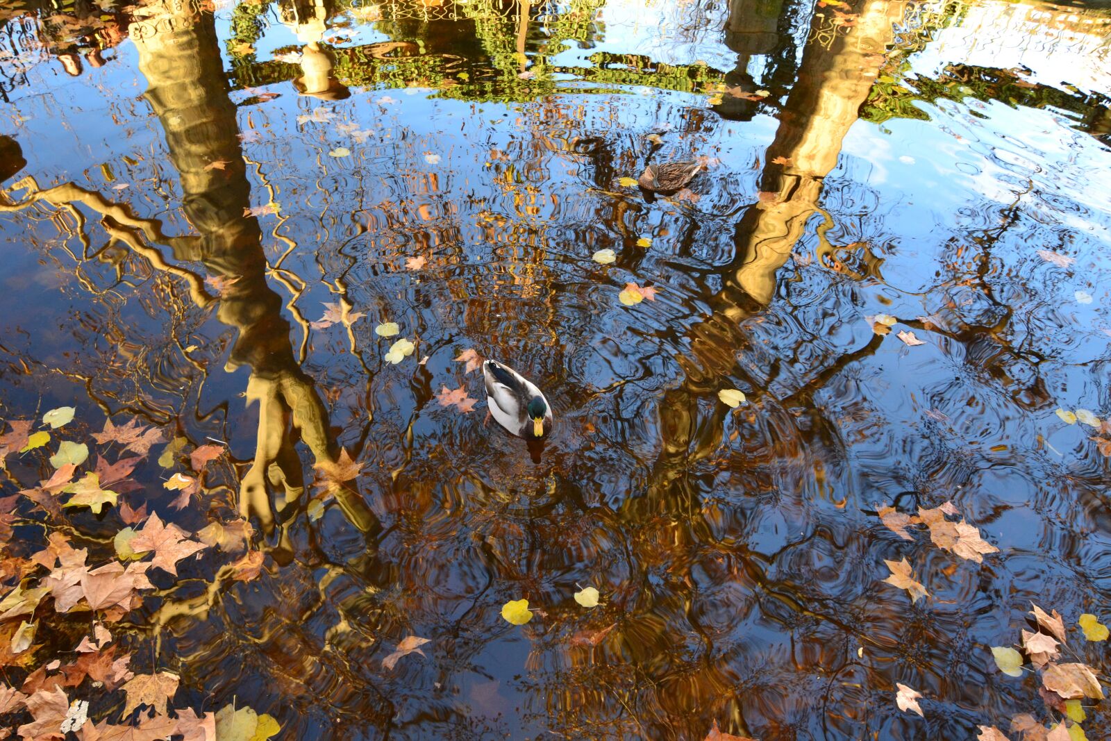 Nikon D3100 sample photo. Leaves, fall, duck photography