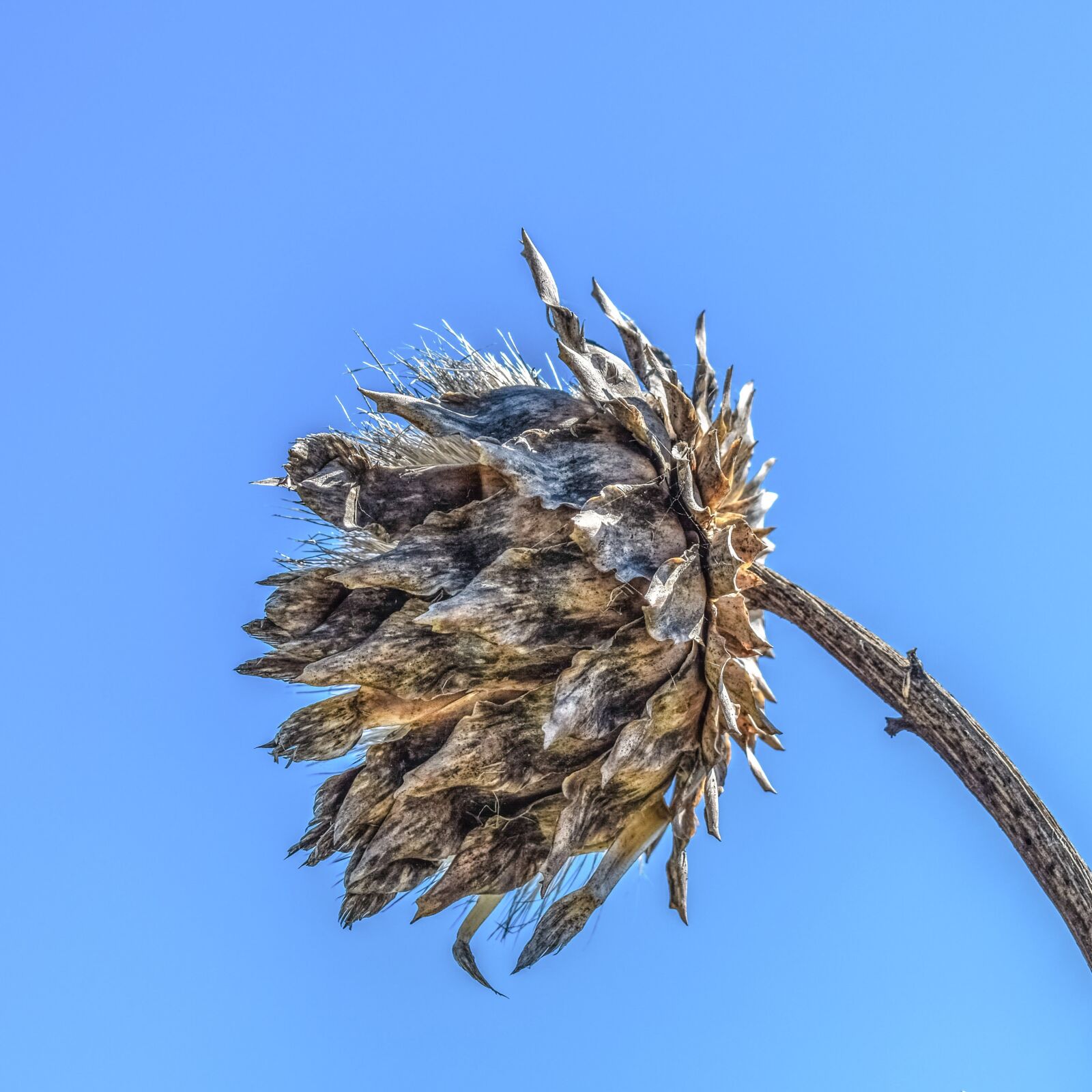 Nikon D3300 sample photo. Drought, thistle, plant photography