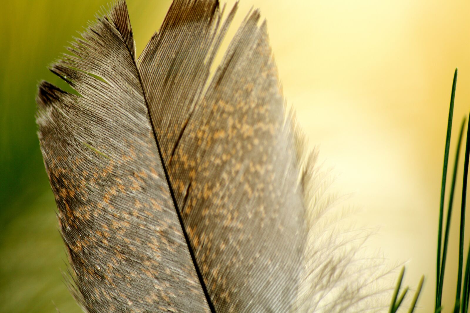 Canon EOS 1000D (EOS Digital Rebel XS / EOS Kiss F) sample photo. Feather, bird, yellow photography
