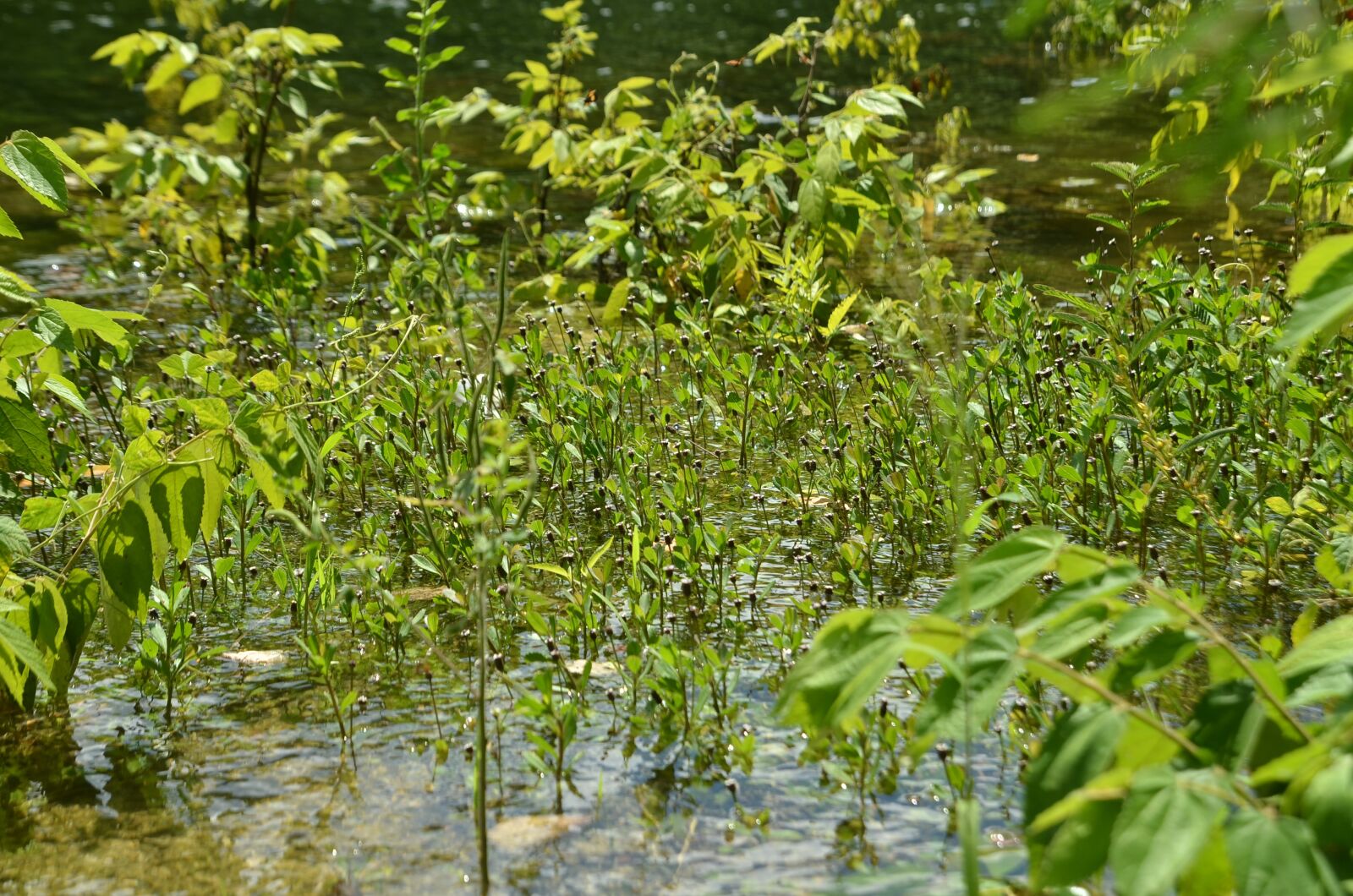 Nikon D7000 sample photo. Plants, aquatic, green photography