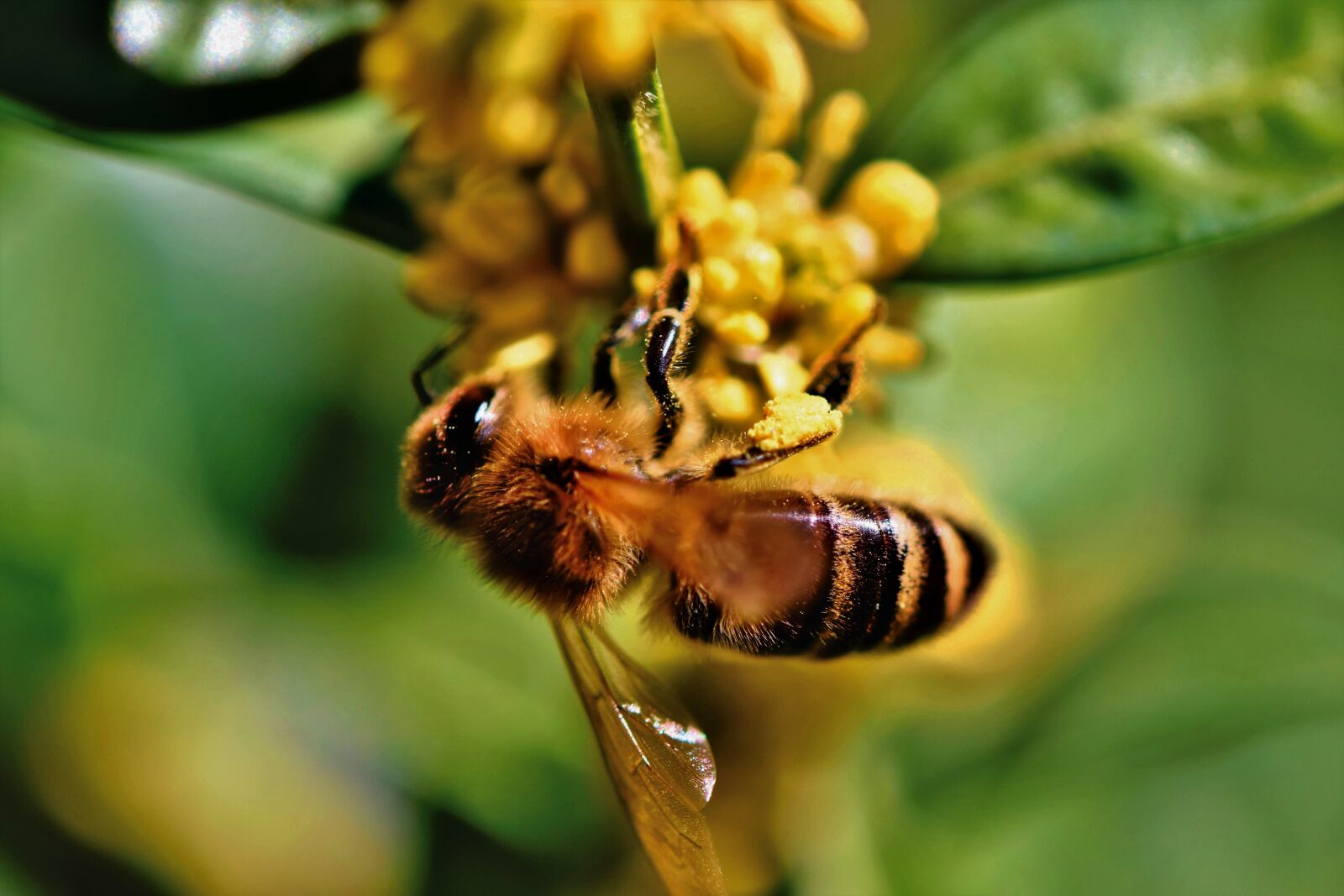 Nikon D7200 sample photo. Bee, honey bee, blossom photography