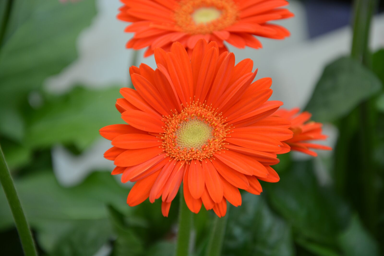 Nikon D5200 sample photo. Flower, orange yellow, petals photography