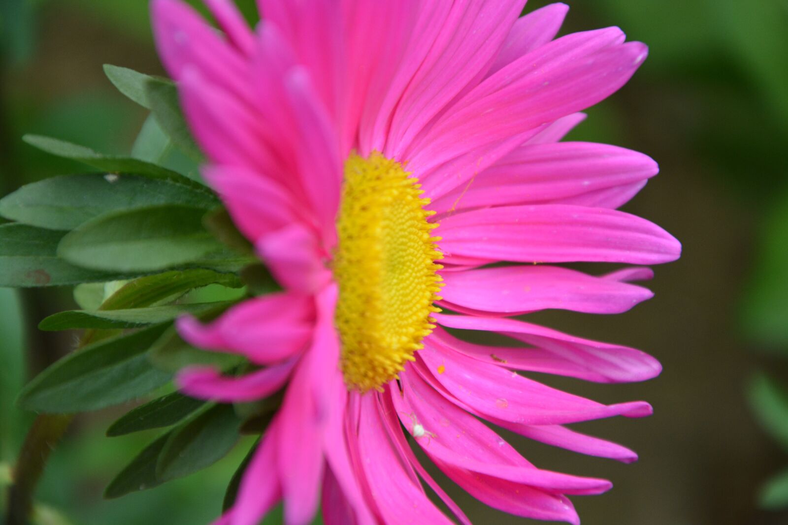 Nikon D5200 sample photo. Flower, profile flower, marguerite photography