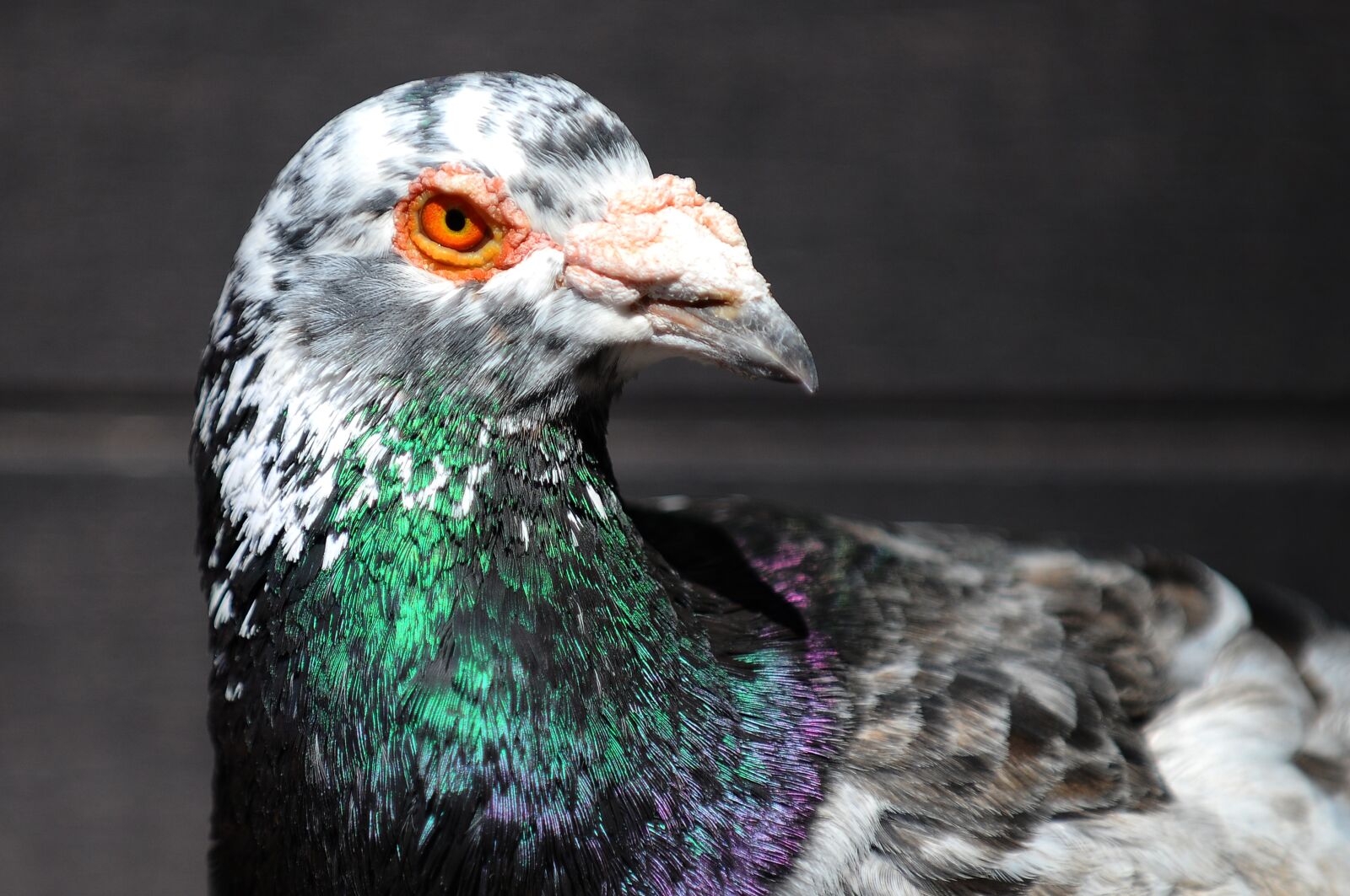 Nikon D300 sample photo. Pigeon, bird, animal photography