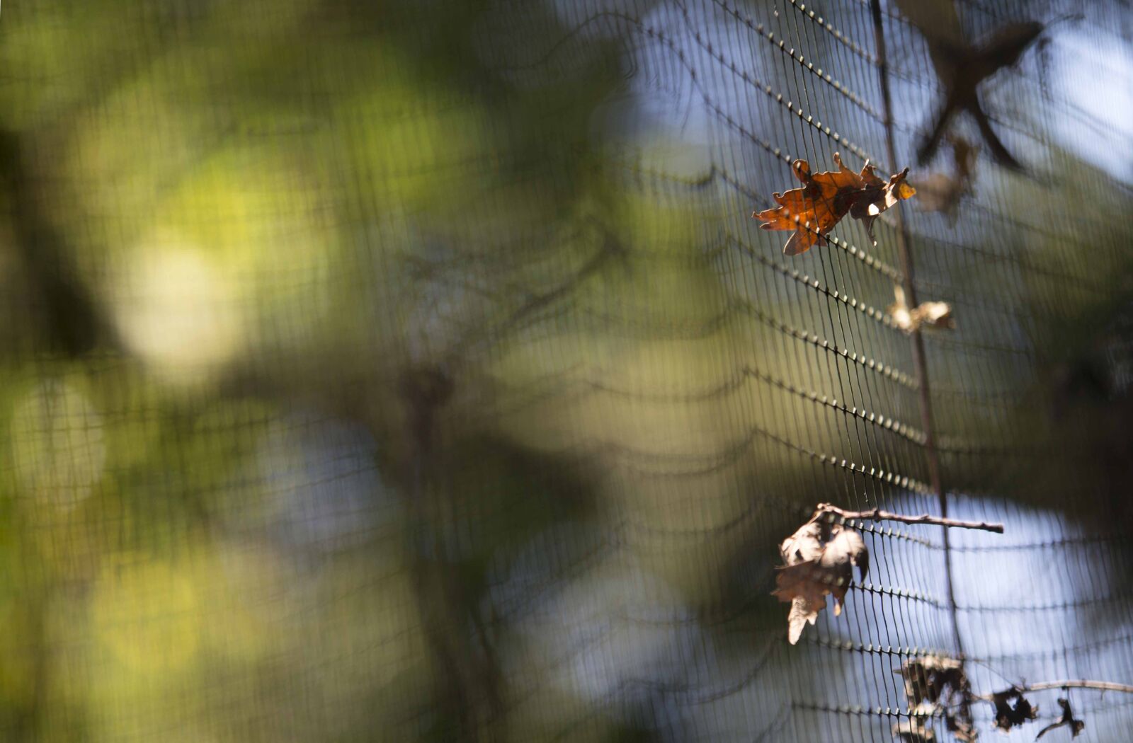 Canon EOS 6D sample photo. Nature, green, freshness photography