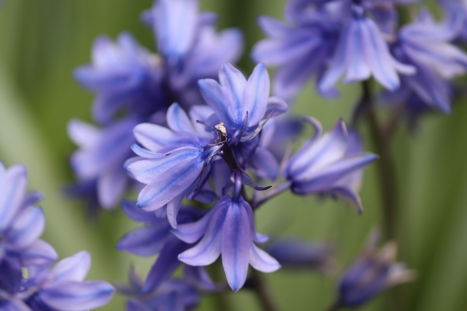 Canon EOS 200D (EOS Rebel SL2 / EOS Kiss X9) sample photo. Hyacinth, hyacinthus, blue photography