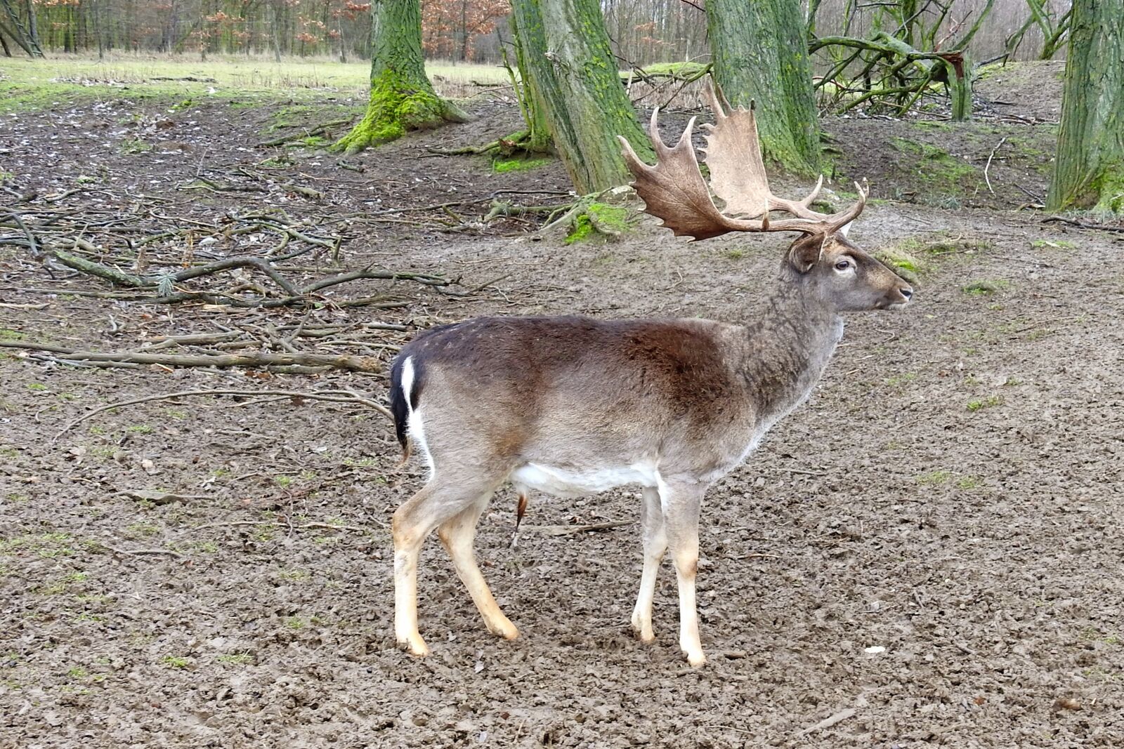Nikon Coolpix P900 sample photo. Hirsch, antler, fallow deer photography