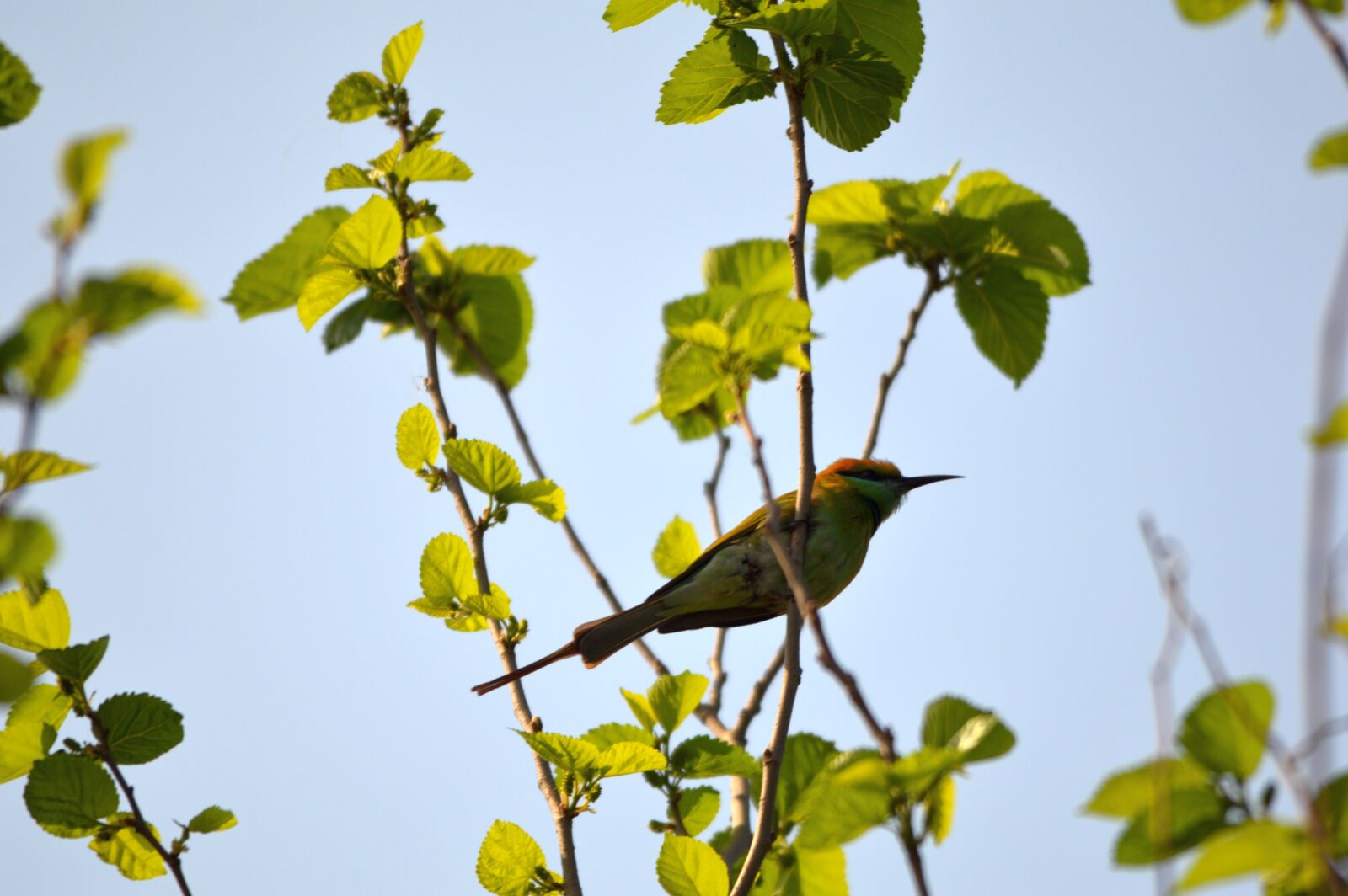Nikon D3200 sample photo. Green bee-eater, bird, animal photography