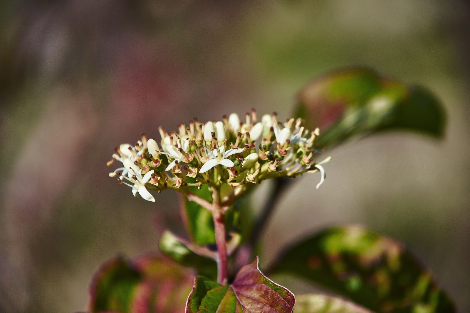 Nikon D7200 sample photo. Flower, autumn, plant photography