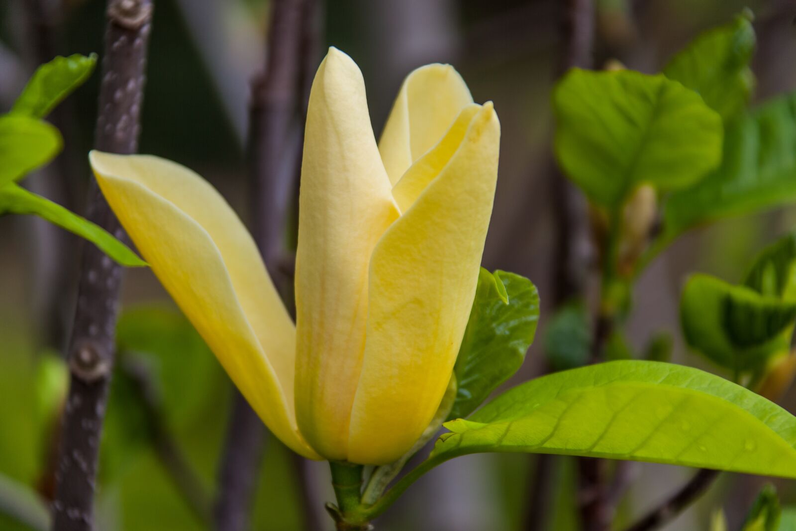 Canon EOS 5D Mark II + Canon EF 28-300mm F3.5-5.6L IS USM sample photo. Spring, flowers, blooming photography