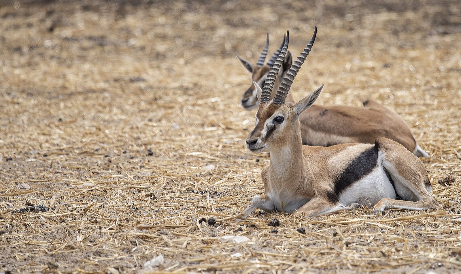 Nikon D810 sample photo. Animal, safari, nature photography
