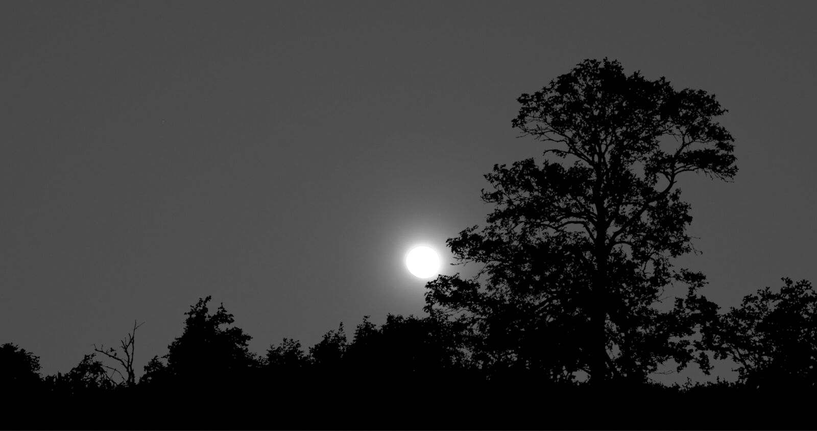 Canon PowerShot G1 X Mark III sample photo. Nature, trees, forest photography