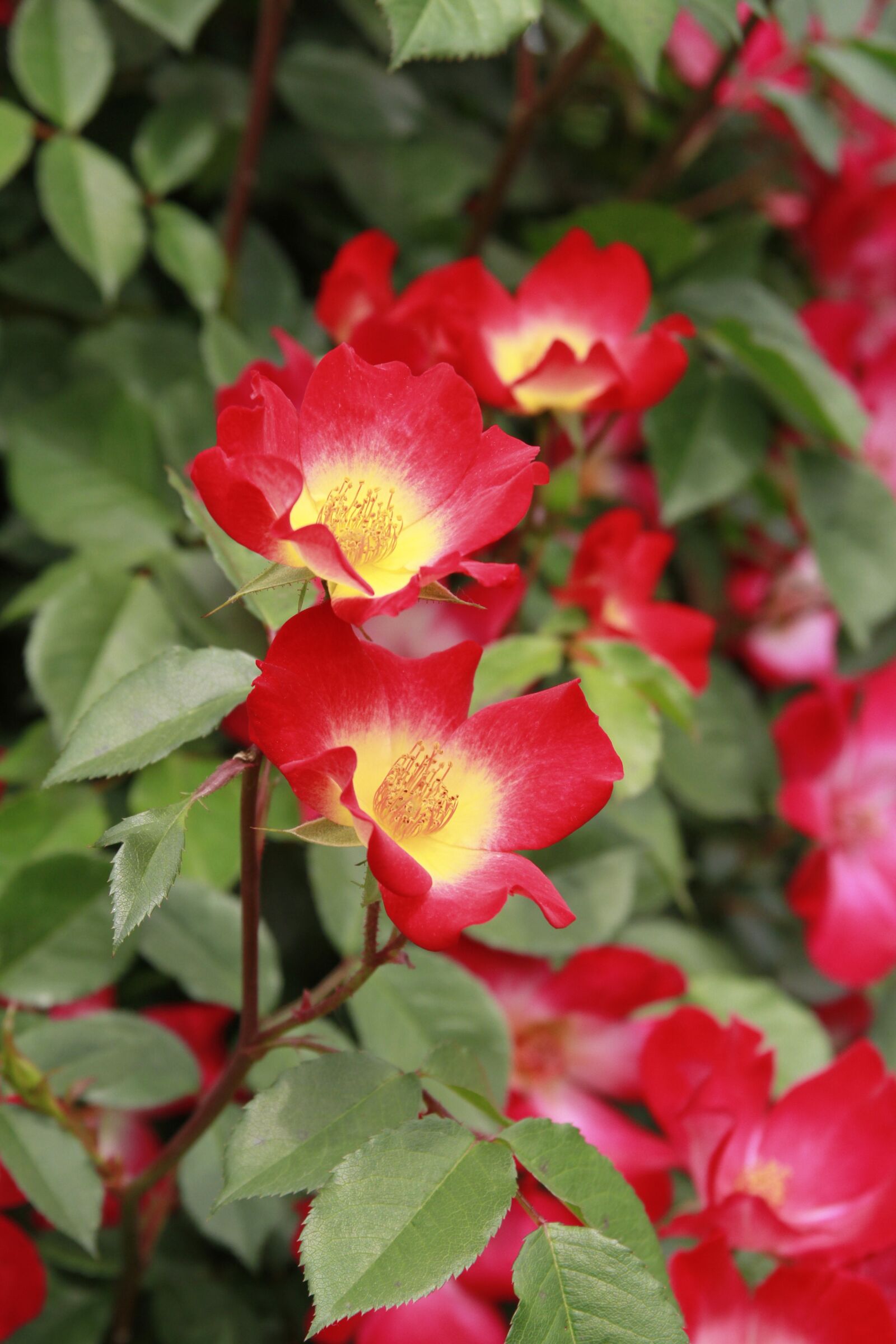 Canon EOS 7D sample photo. Rose, flowers, nature photography