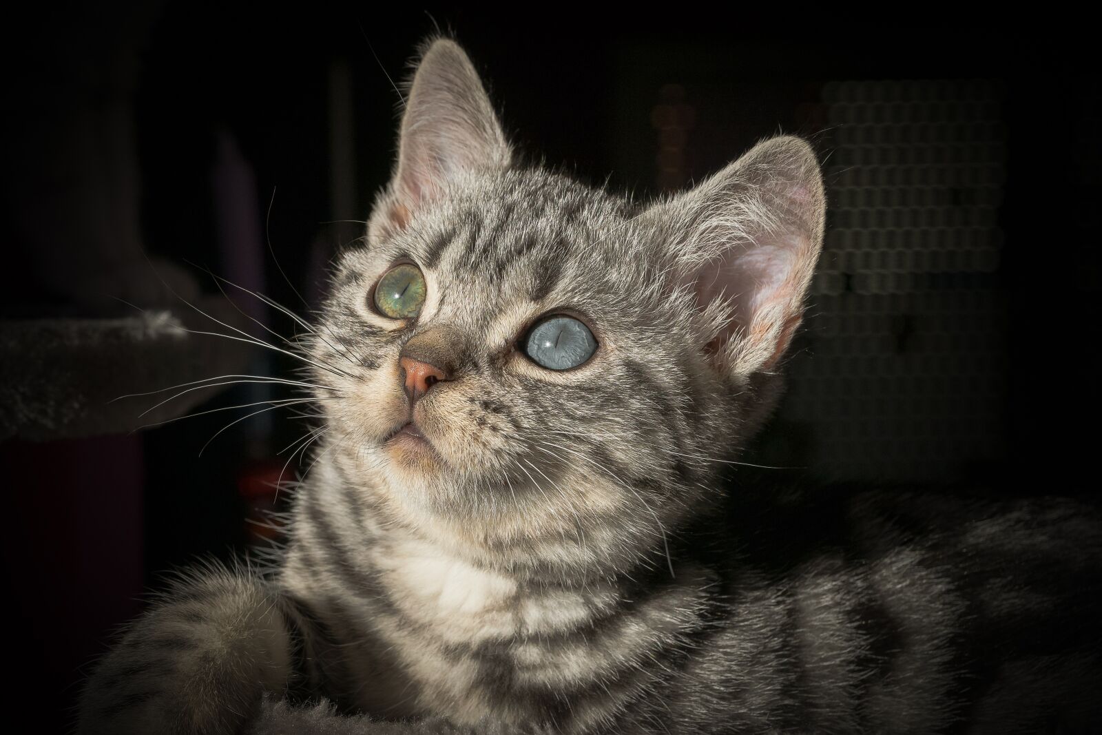 Nikon D5300 sample photo. Cat, pet, domestic cat photography