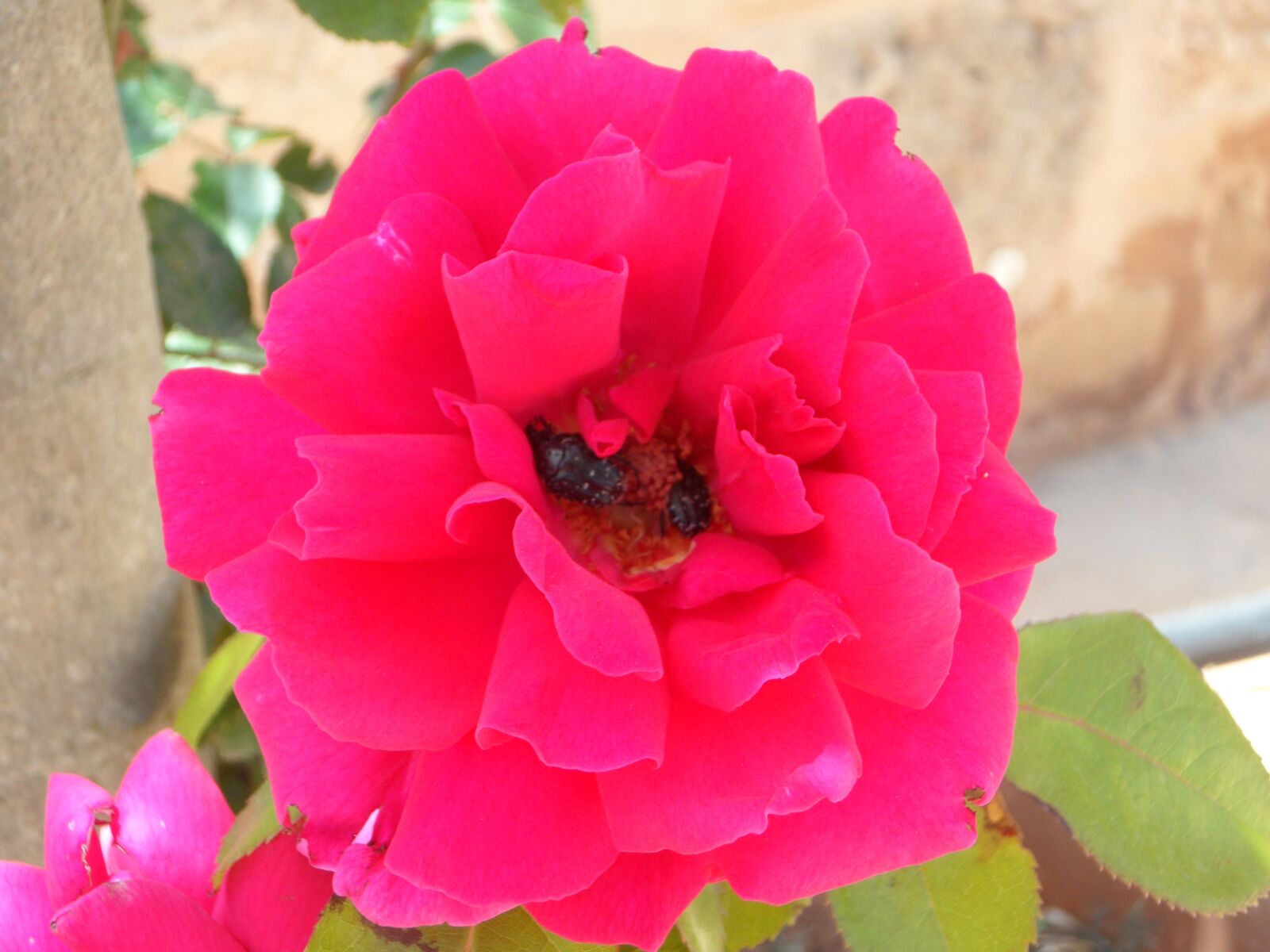 Samsung VLUU WB210, SAMSUNG WB210 sample photo. Rose, blossom, bloom photography