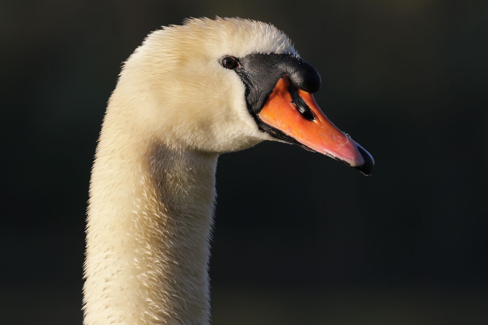 Canon EOS 7D Mark II sample photo. Swan, water bird, bird photography