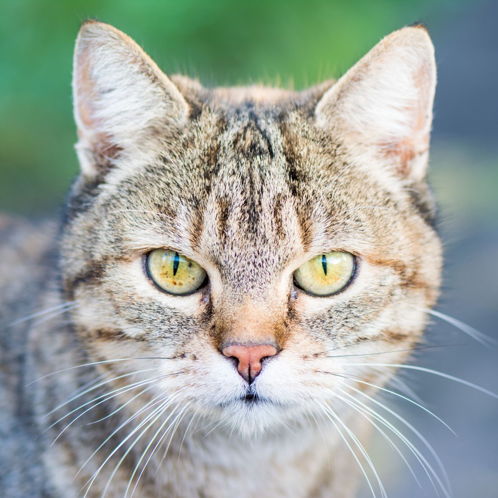 Nikon D5200 sample photo. Nature, animal, cat photography