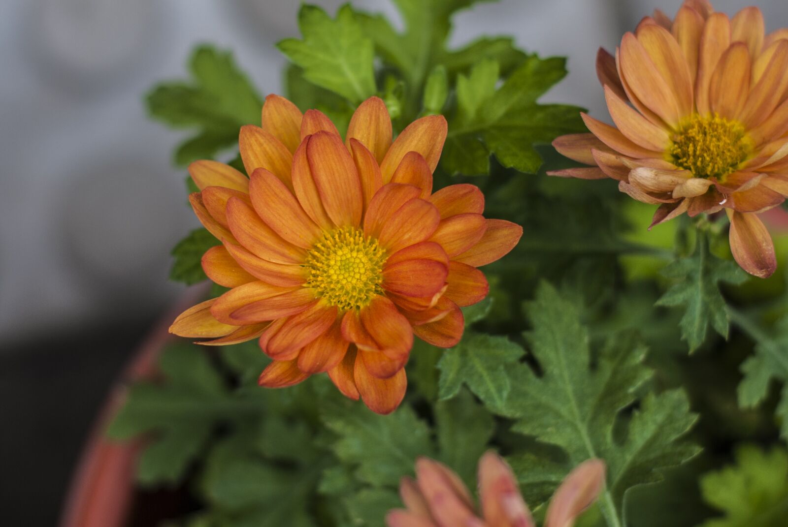 Nikon D60 sample photo. Flower, bella, nature photography