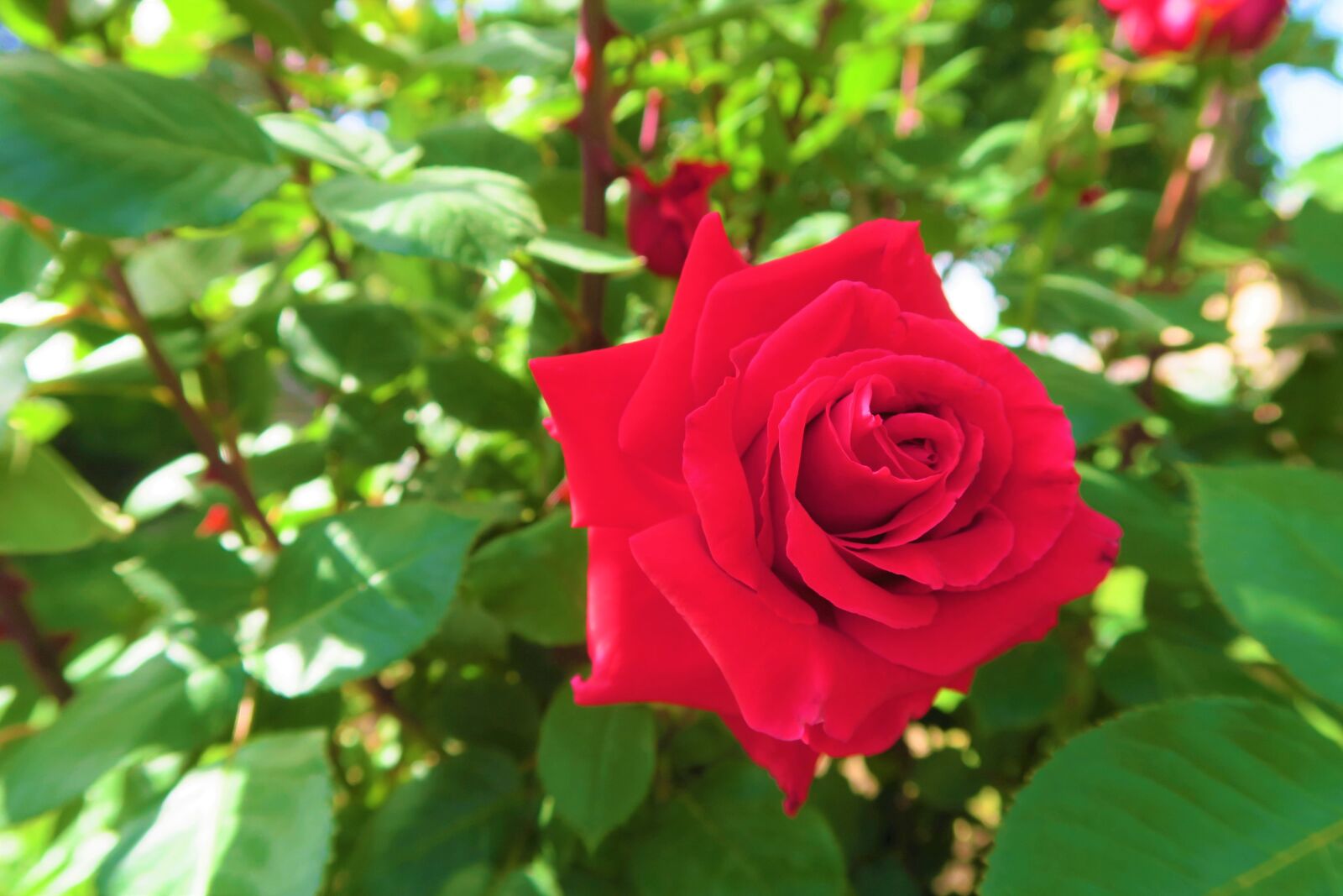 Canon PowerShot G7 X sample photo. Rose, red rose, red photography