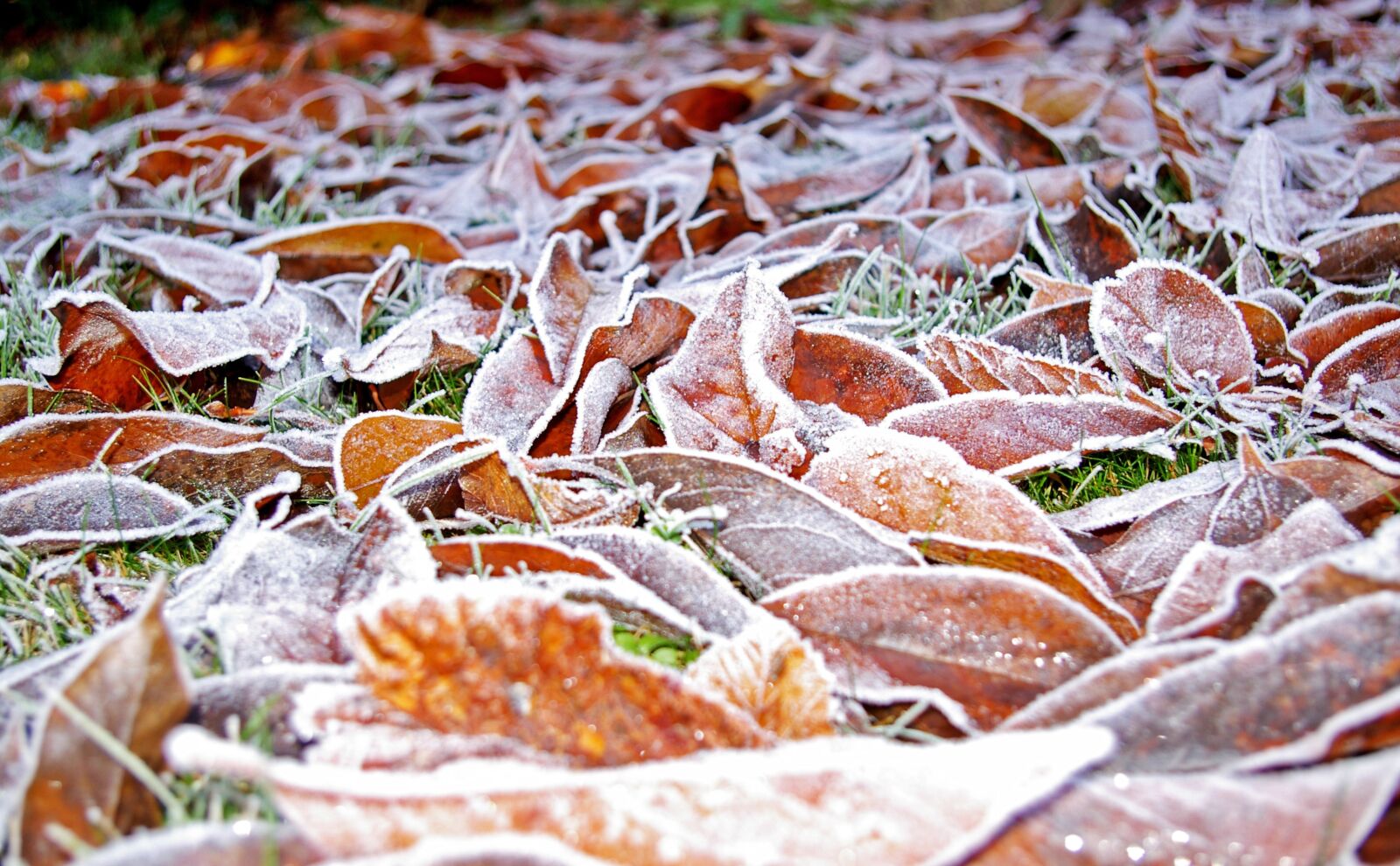 Pentax *ist DL2 sample photo. Rush, lawn frosty, meadow photography