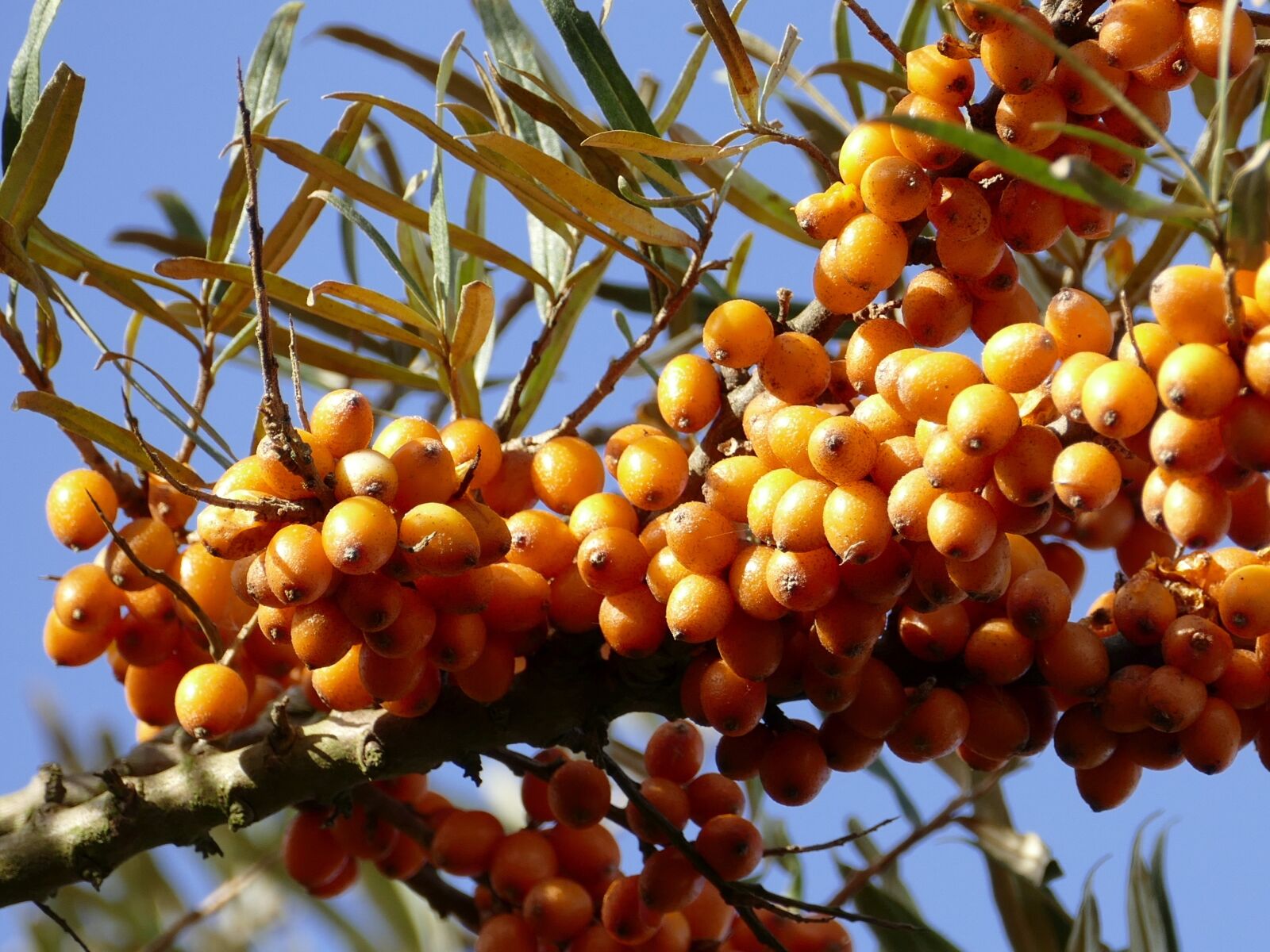 Panasonic Lumix DMC-FZ1000 sample photo. Sea buckthorn, hippophae rhamnoides photography