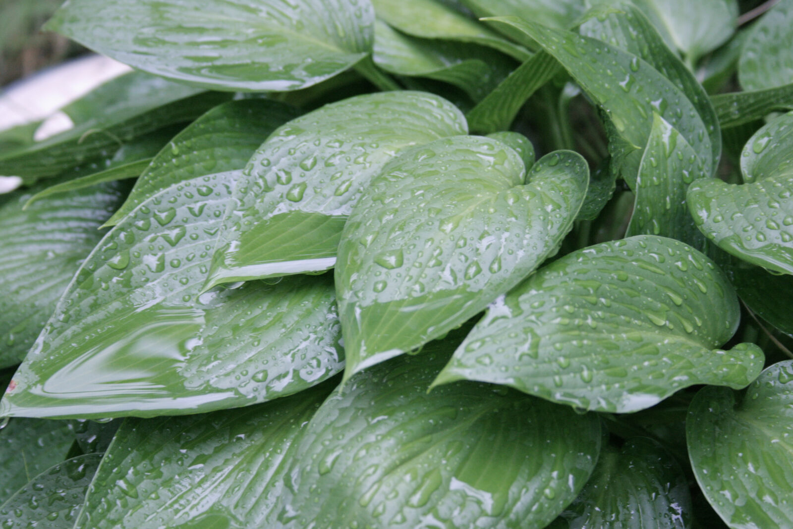 Canon EOS 400D (EOS Digital Rebel XTi / EOS Kiss Digital X) sample photo. Green, leaves, natural, rain photography