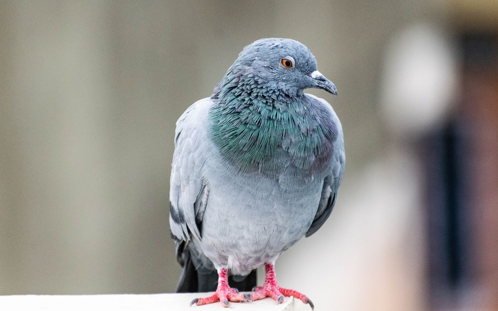 Nikon D3300 sample photo. Pigeon, bird, dove photography