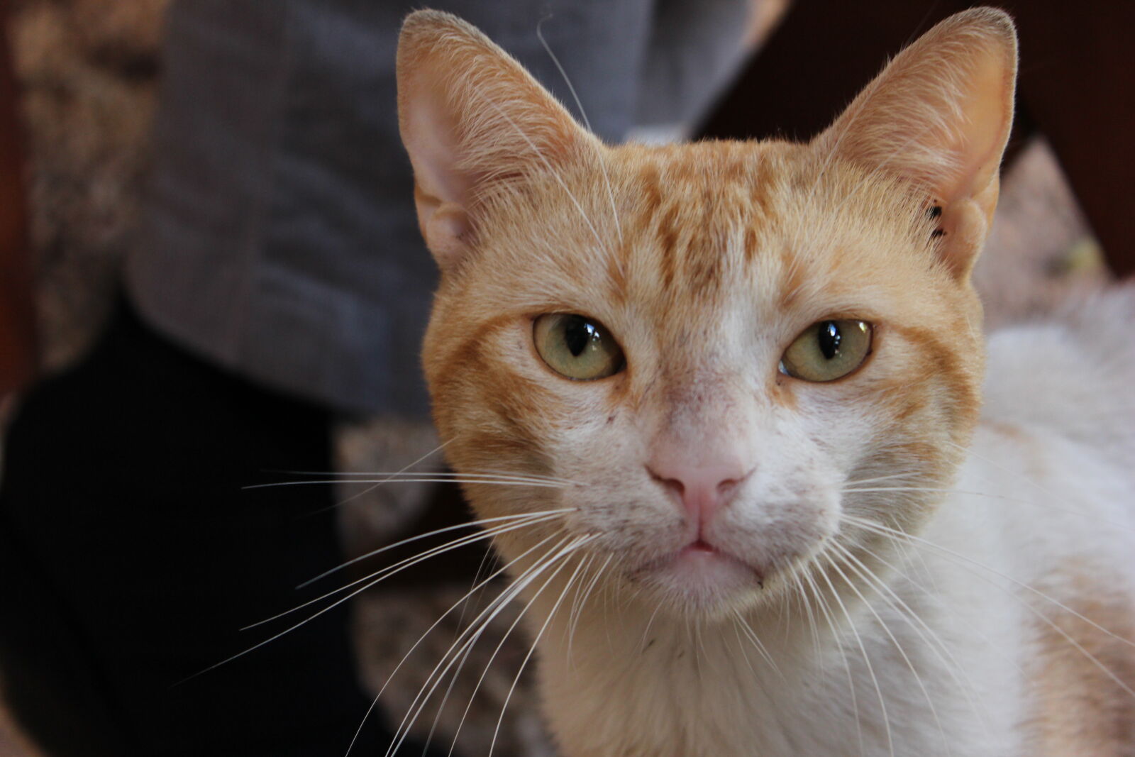 Canon EOS 600D (Rebel EOS T3i / EOS Kiss X5) sample photo. Animal, animals, cat, cat photography