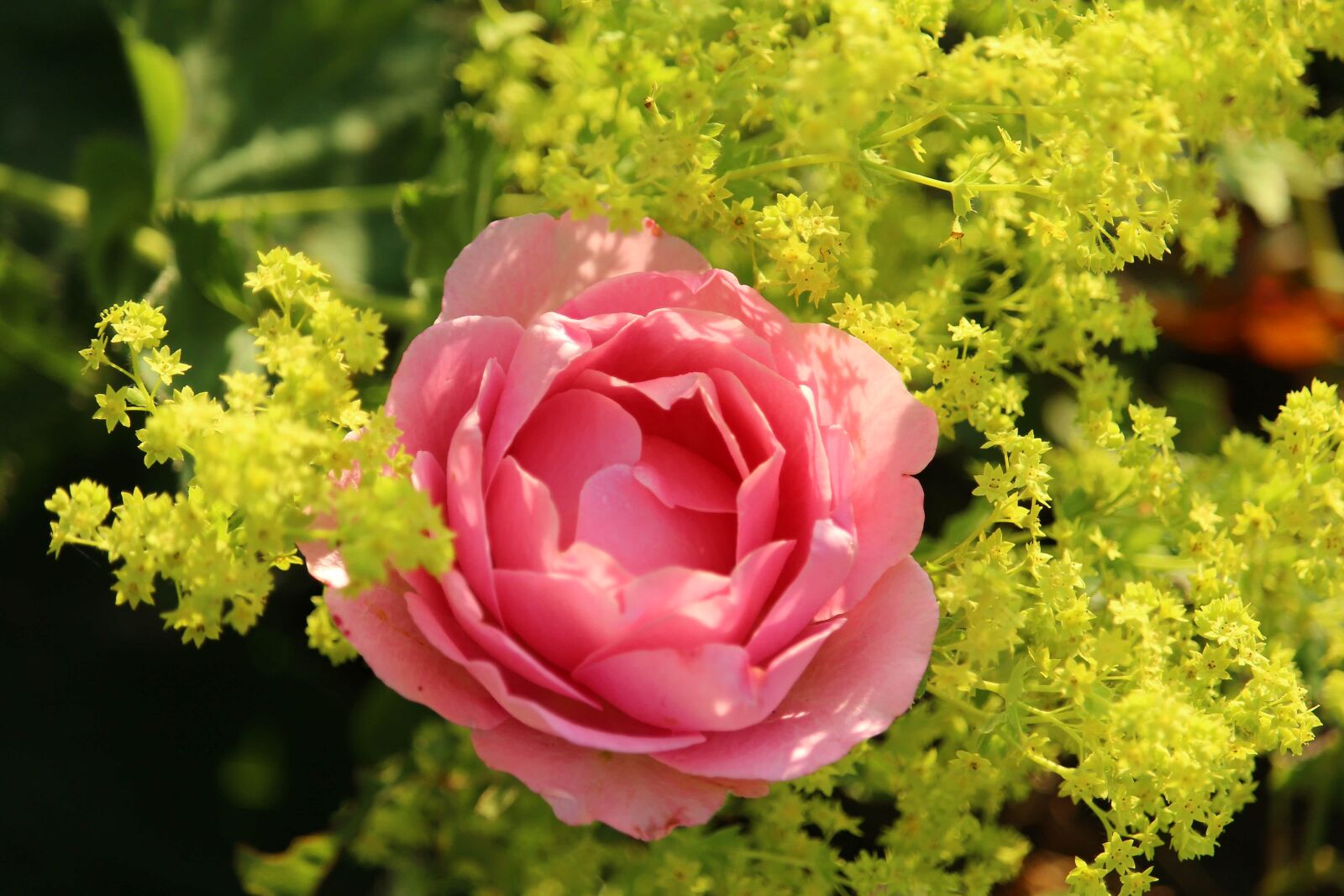Canon EOS 1200D (EOS Rebel T5 / EOS Kiss X70 / EOS Hi) sample photo. Rose, pink, blossom photography