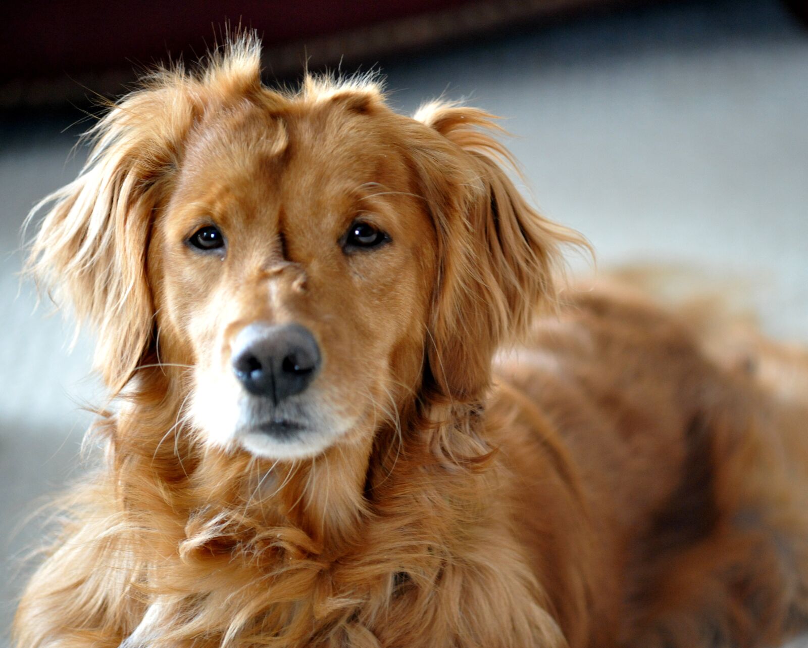 Nikon D700 sample photo. Dog, golden retriever, animal photography