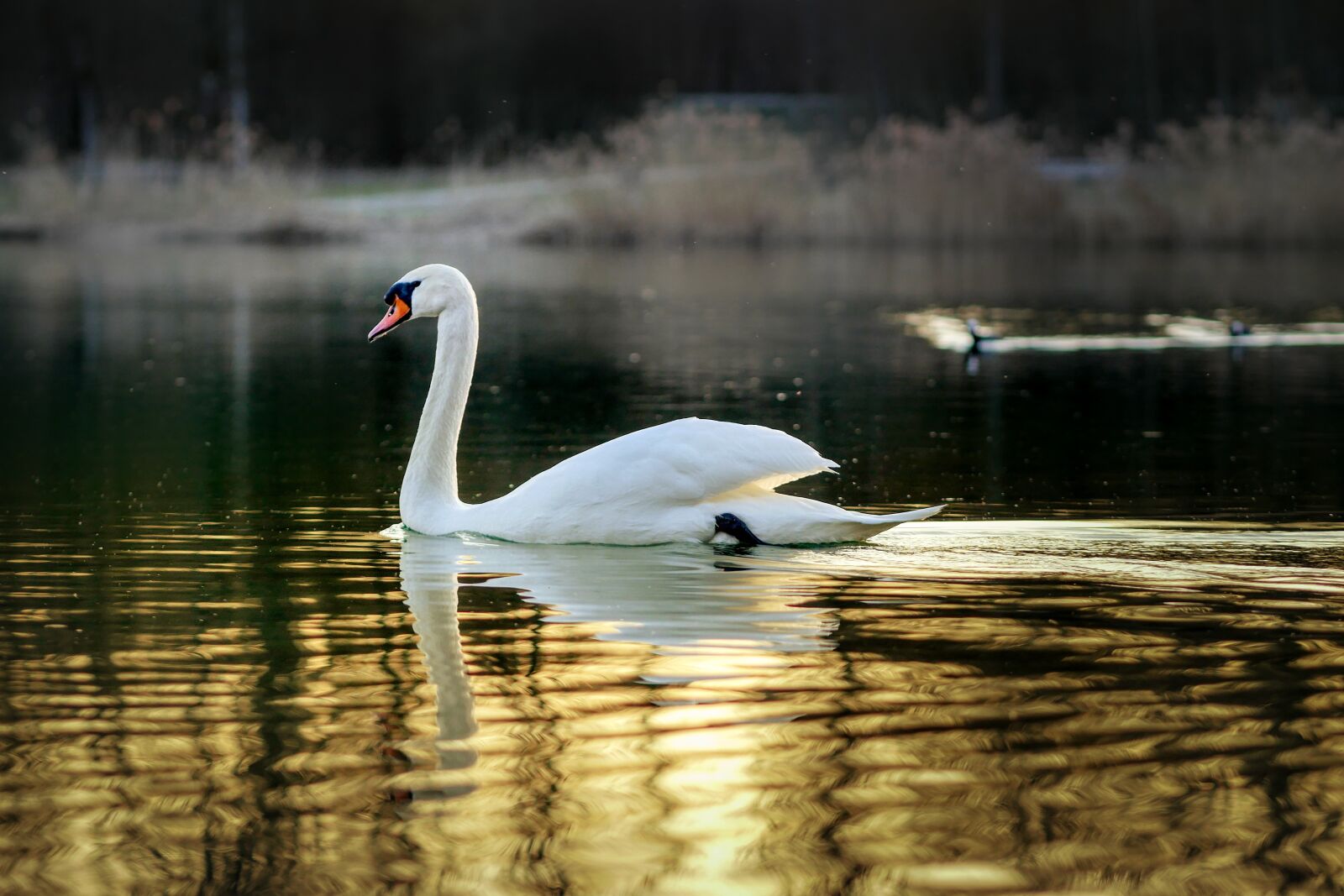 Panasonic Lumix DMC-GX8 sample photo. Swan, bird, animal photography