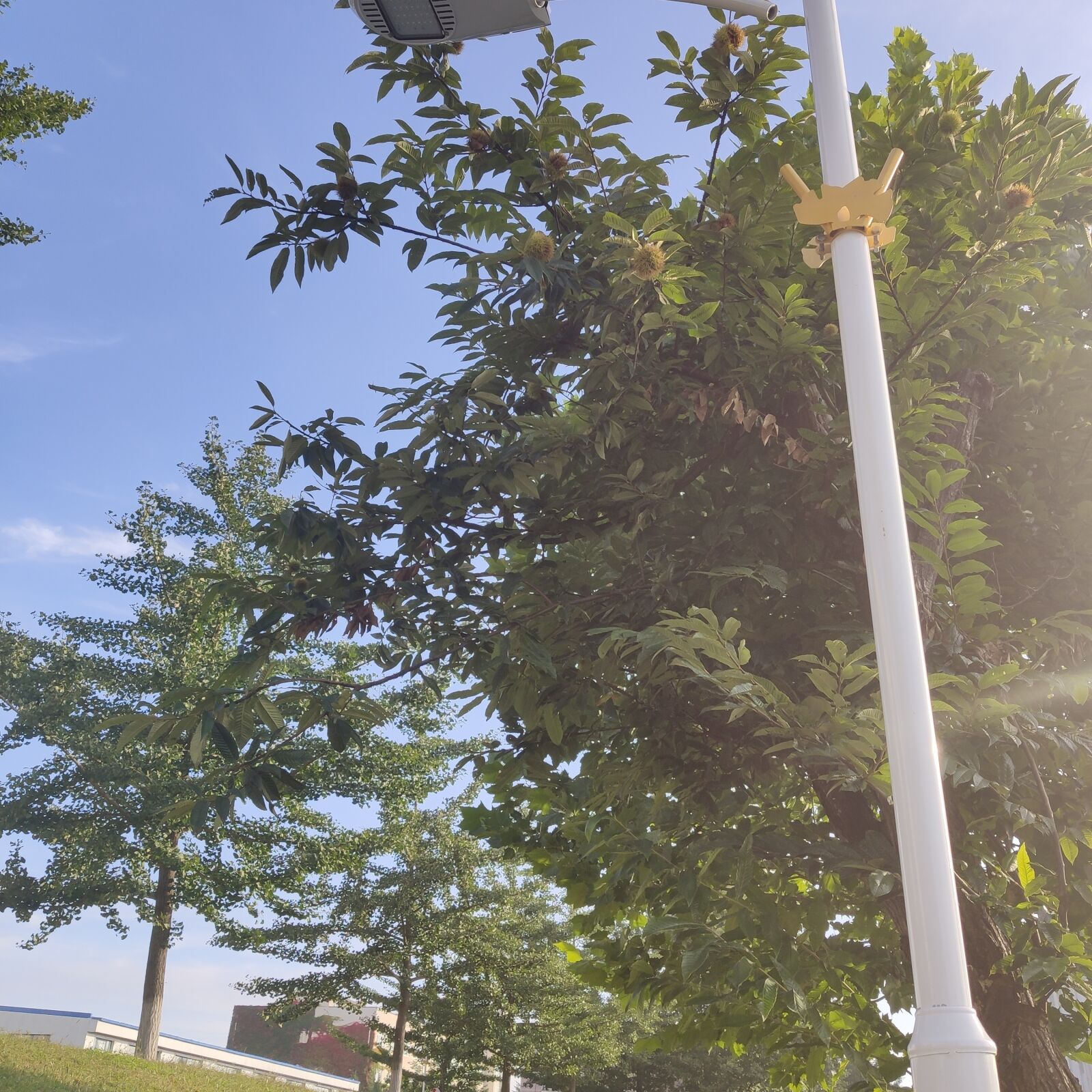 Xiaomi MI 9 sample photo. Tree, chestnut tree, chestnut photography